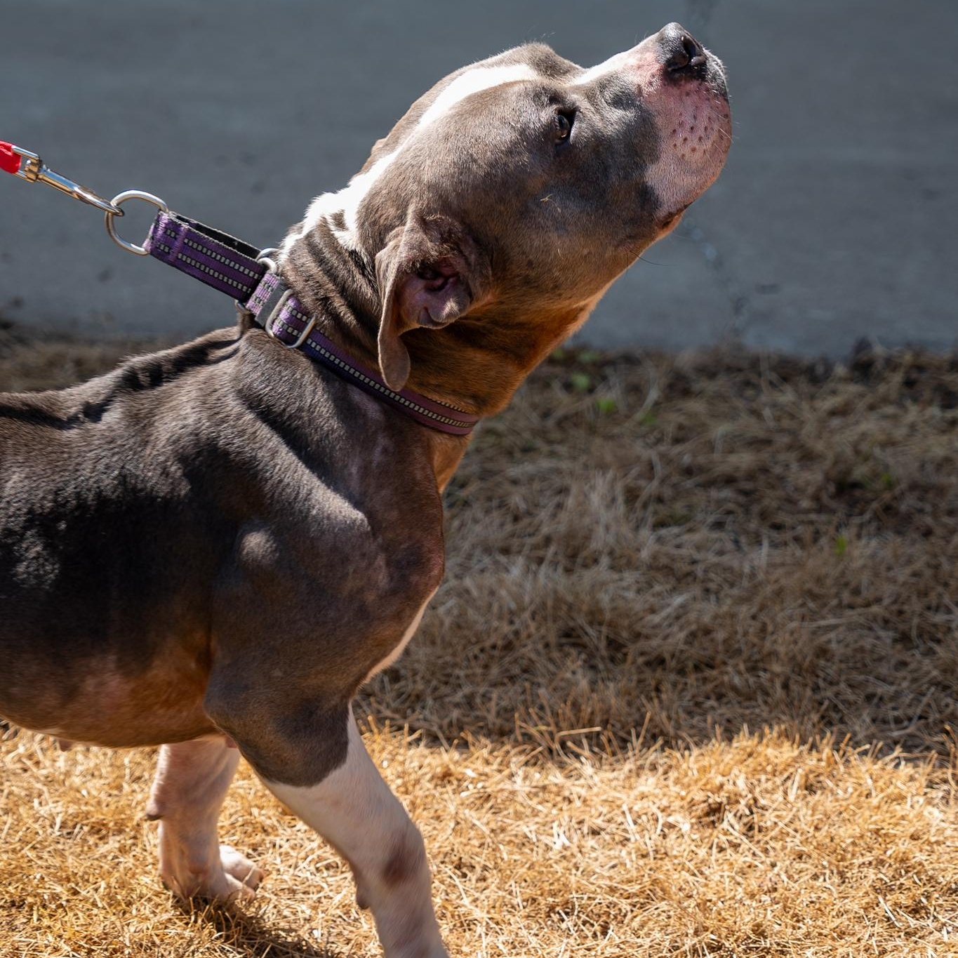 Enlarge Luna, a ADOPTABLE Pit Bull Terrier in King George, VA image 3/4