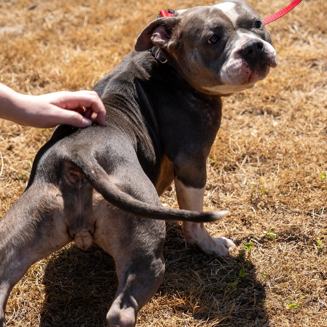Luna, ADOPTABLE, Young Female Pit Bull Terrier.