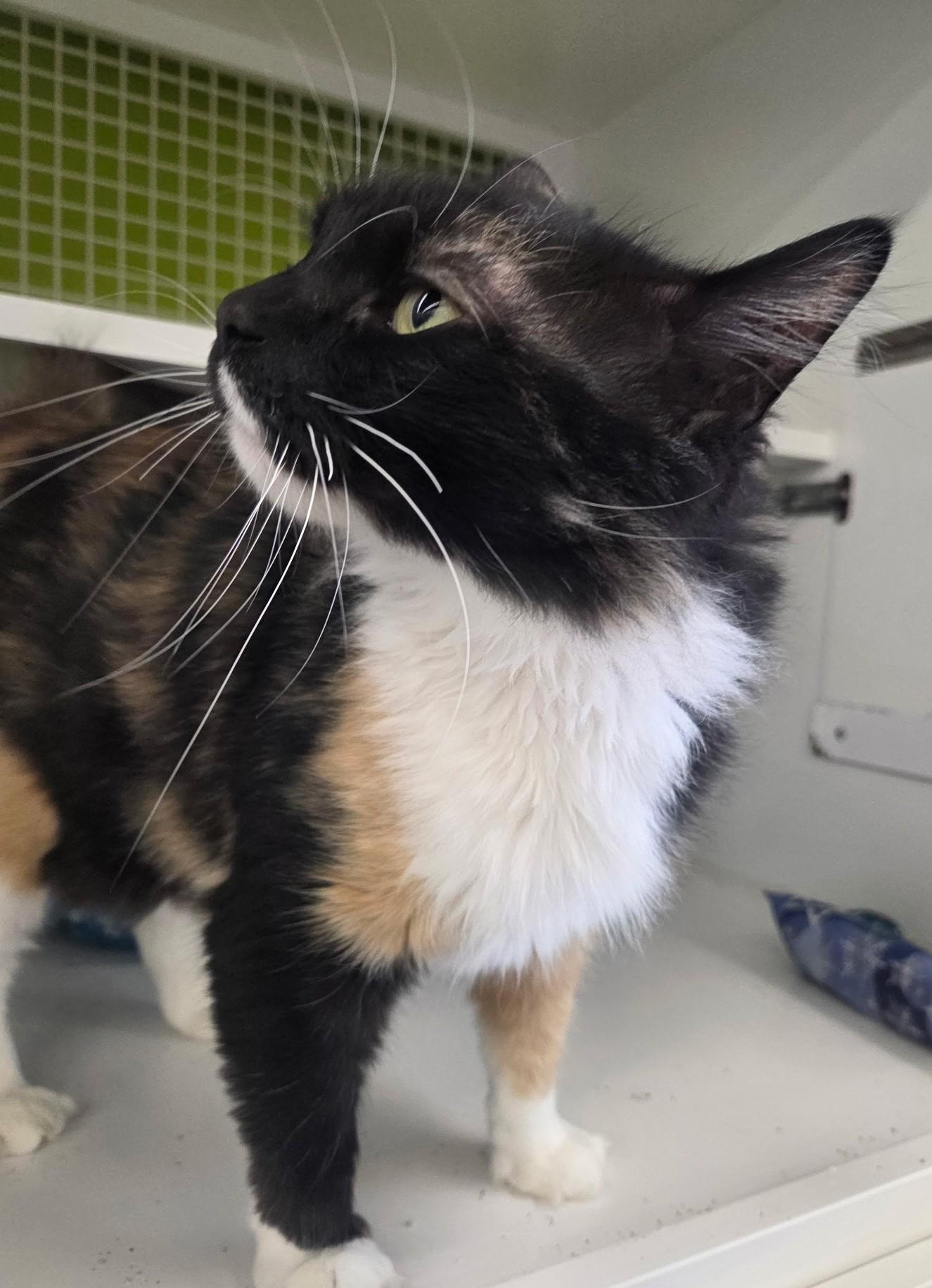 Enlarge Callie Luna, an adopted American Shorthair in Schertz, TX image 2/2