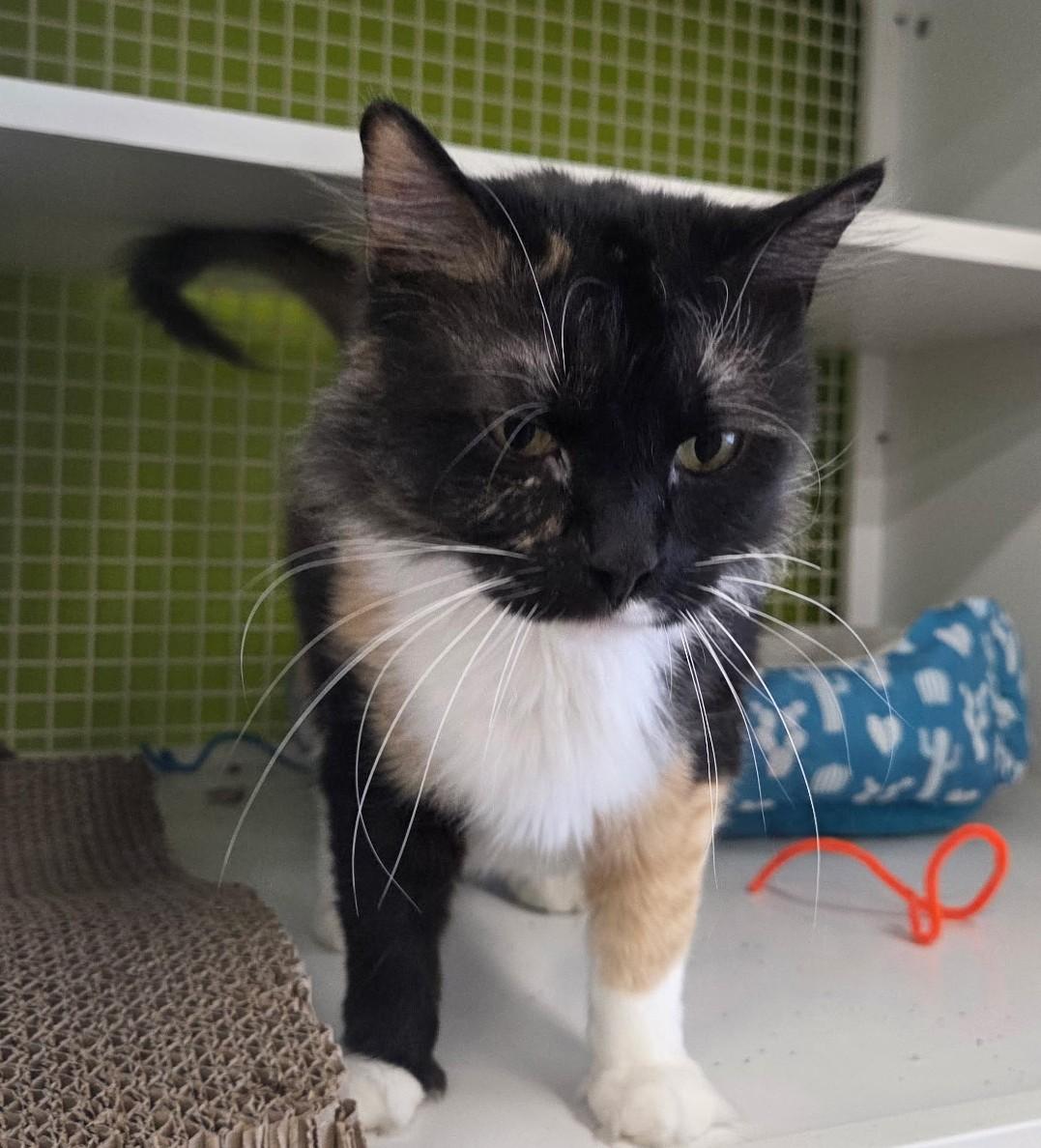 Callie Luna, adopted, Adult Female American Shorthair.