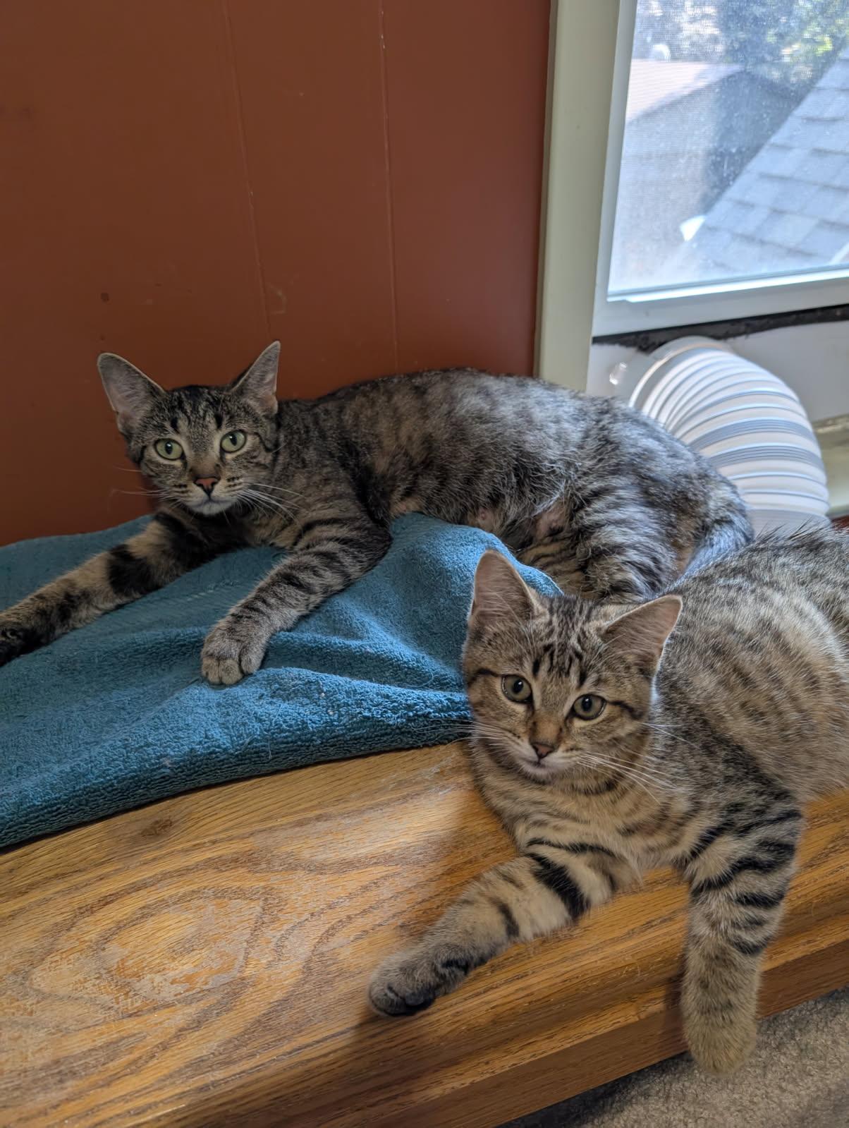 Sarah 6 mos, a Adoptable Tabby in London, ON image 3/4