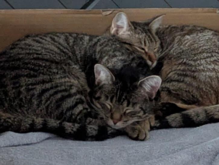 Enlarge Sarah and Sadie, a Adoptable Tabby in London, ON image 6/6