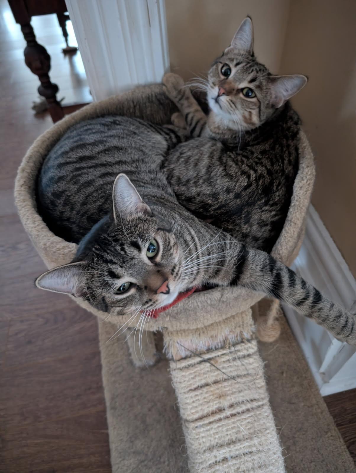 Sarah and Sadie, a Adoptable Tabby in London, ON image 1/5