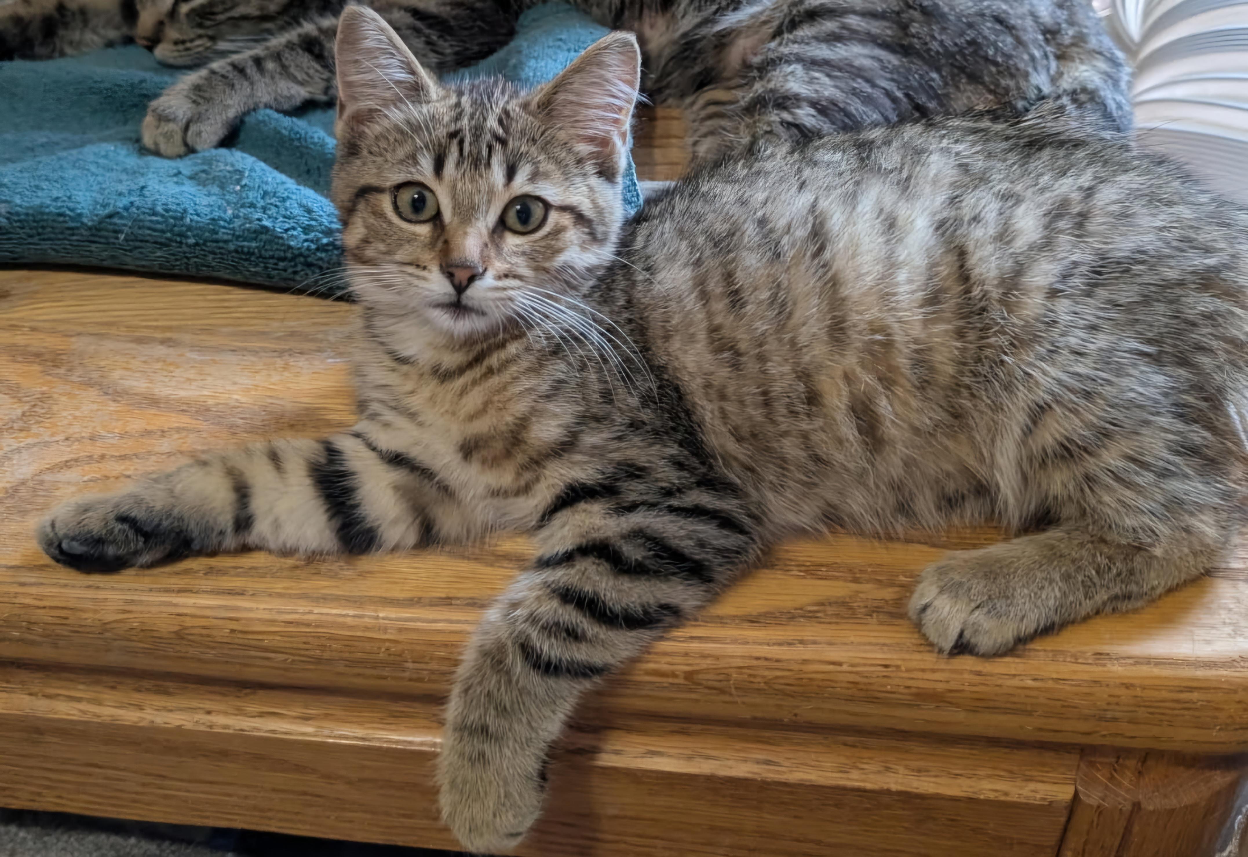 Sarah 6 mos, a Adoptable Tabby in London, ON image 1/4