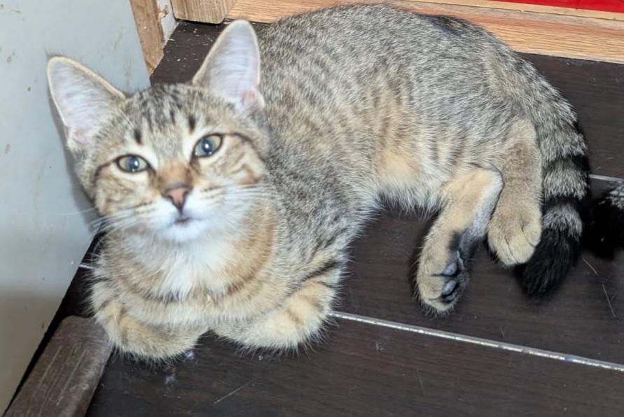 Sarah 6 mos, a Adoptable Tabby in London, ON image 4/4