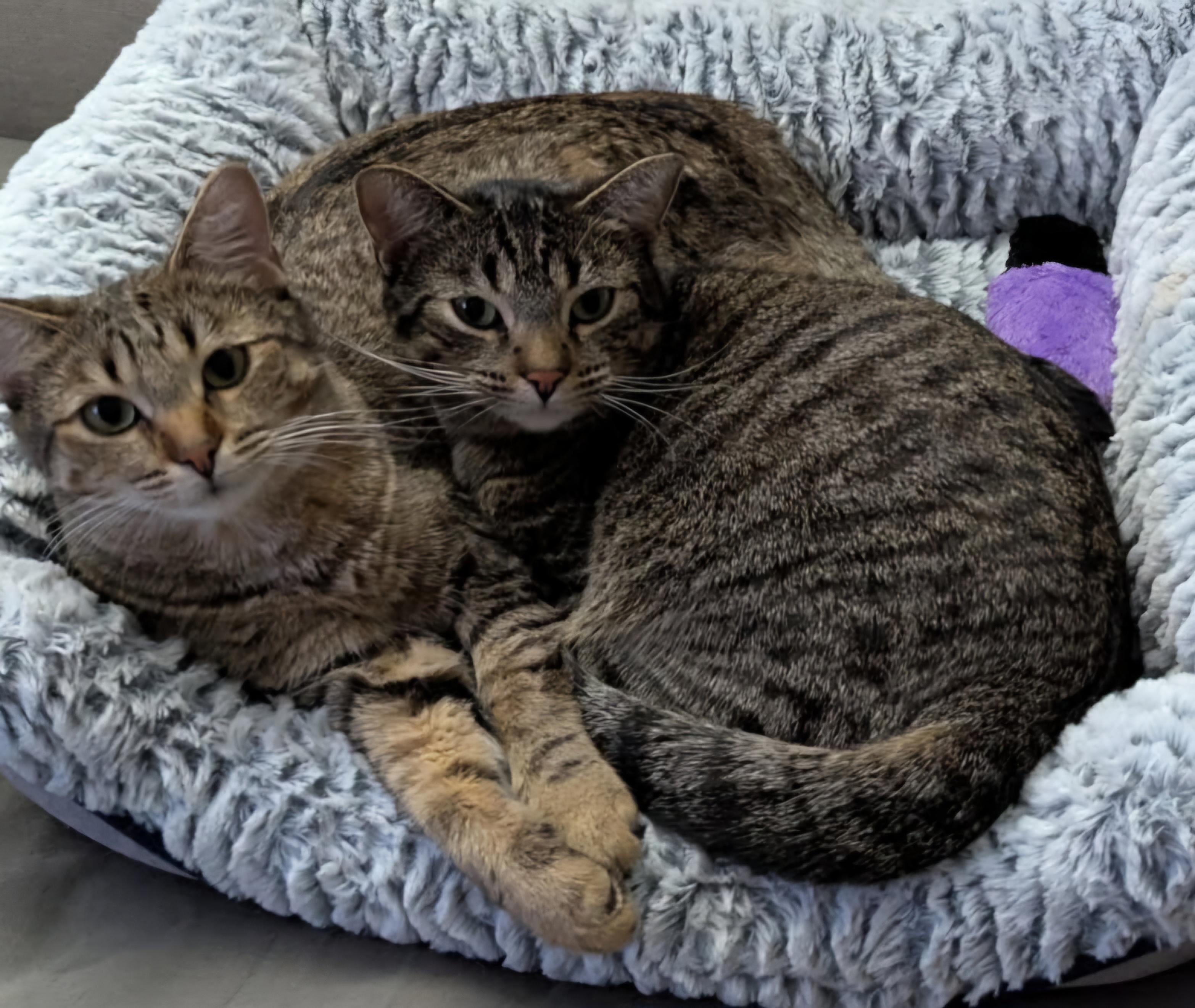 Sarah and Sadie, Adoptable, Young Female Tabby.