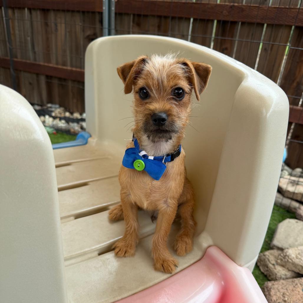 Enlarge Bruce Bogtrotter, a Adoptable mixed breed in Sacramento, CA image 2/6