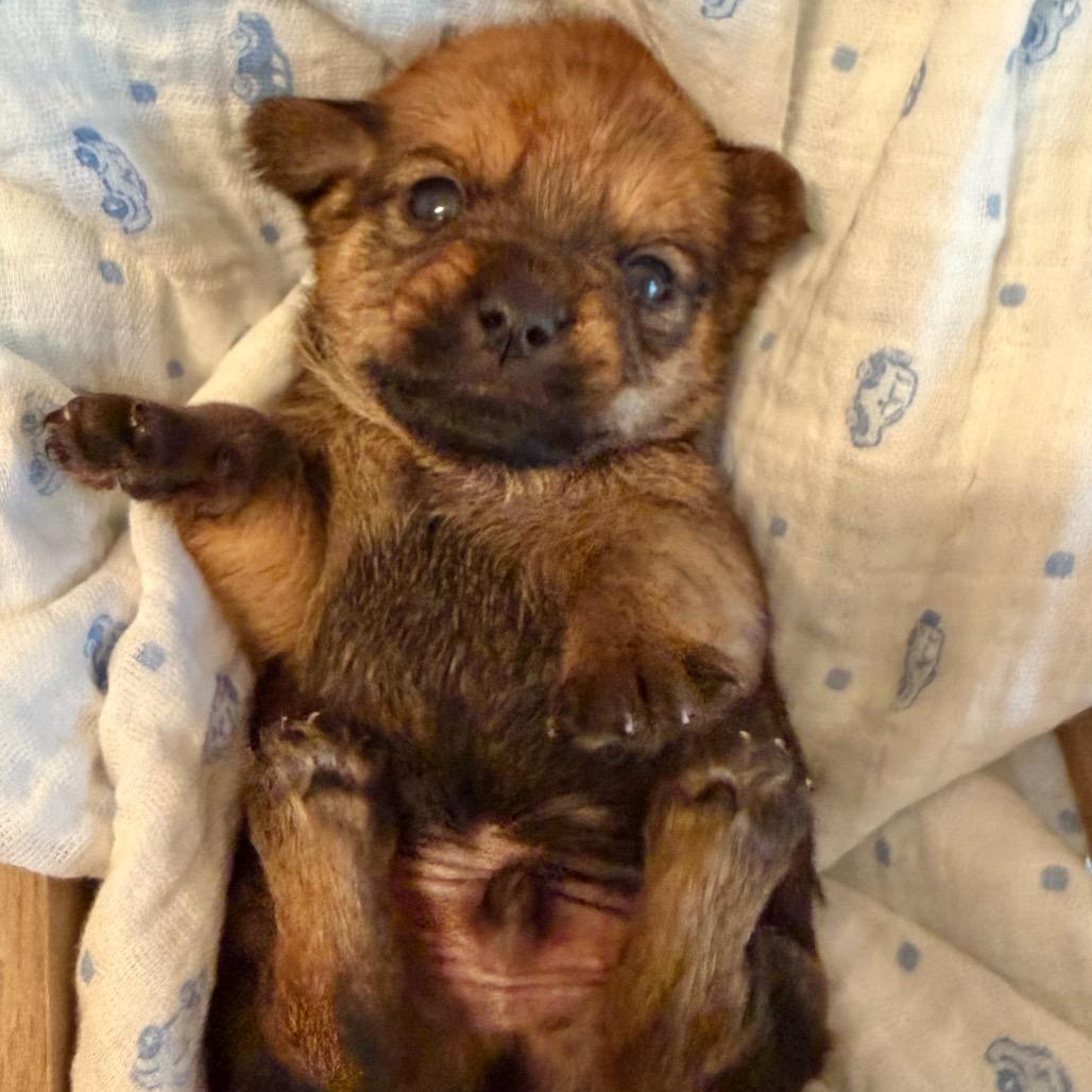 Enlarge Bruce Bogtrotter, a Adoptable mixed breed in Sacramento, CA image 3/6