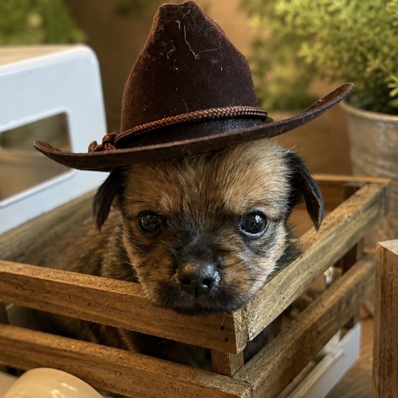 Enlarge Bruce Bogtrotter, a Adoptable mixed breed in Sacramento, CA image 5/6