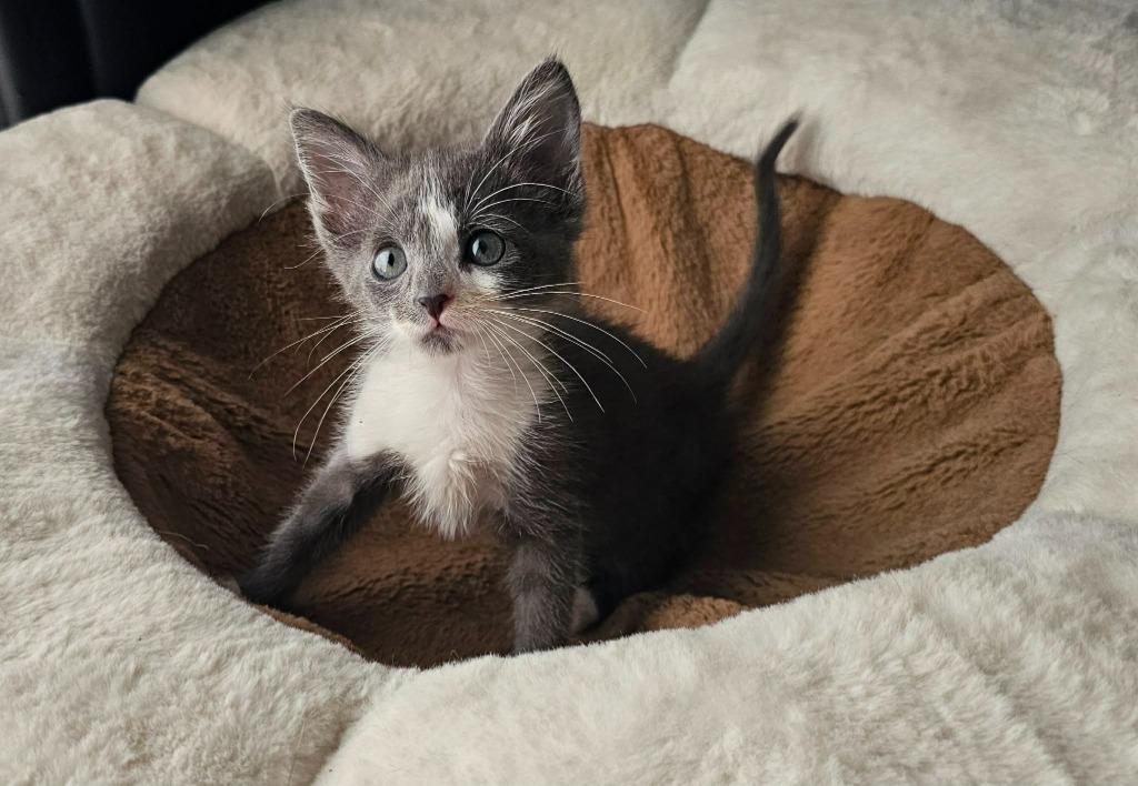 Patootie, Adoptable, Kitten Female Domestic Short Hair.