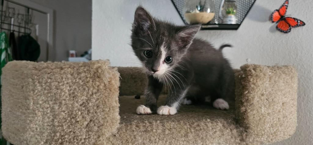 Patootie, a Adoptable mixed breed in Lockhart, TX image 4/4