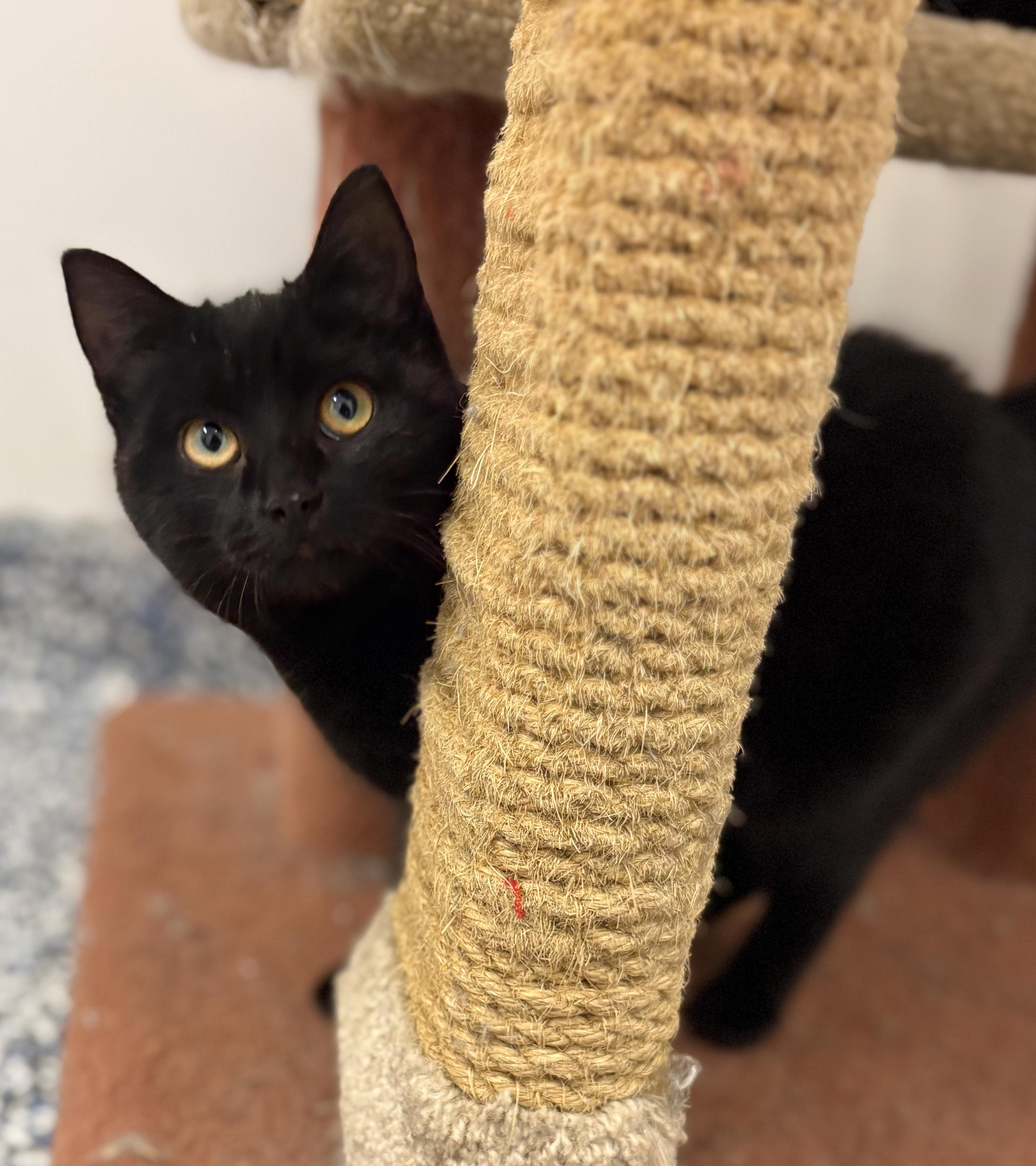 Sheila, adoptable, Kitten Female Domestic Short Hair.