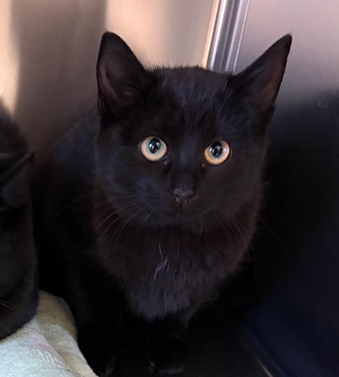 Sheila, adoptable, Kitten Female Domestic Short Hair.