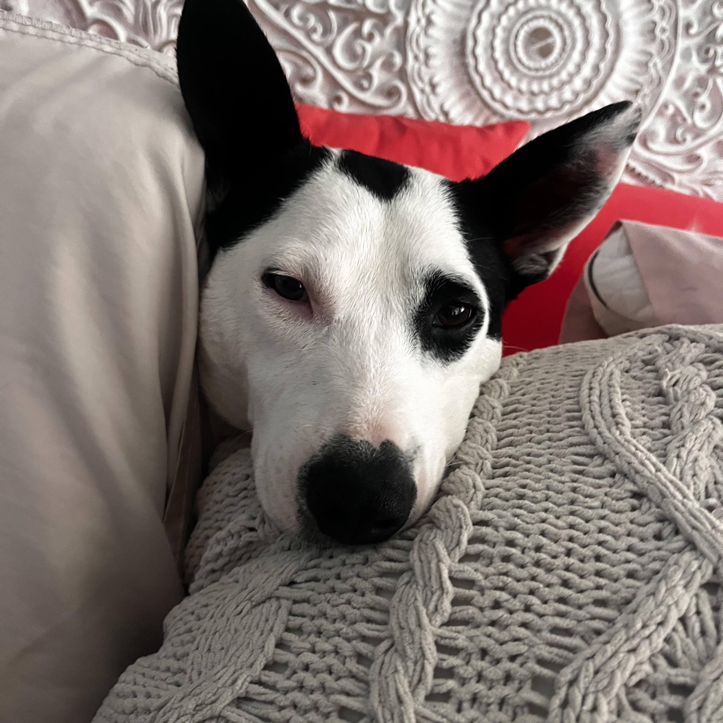 Enlarge Darla, an adopted mixed breed in San Diego, CA image 2/5