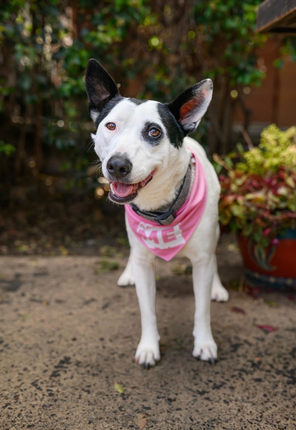 Darla, adopted, Adult Female Border Collie & Labrador Retriever.