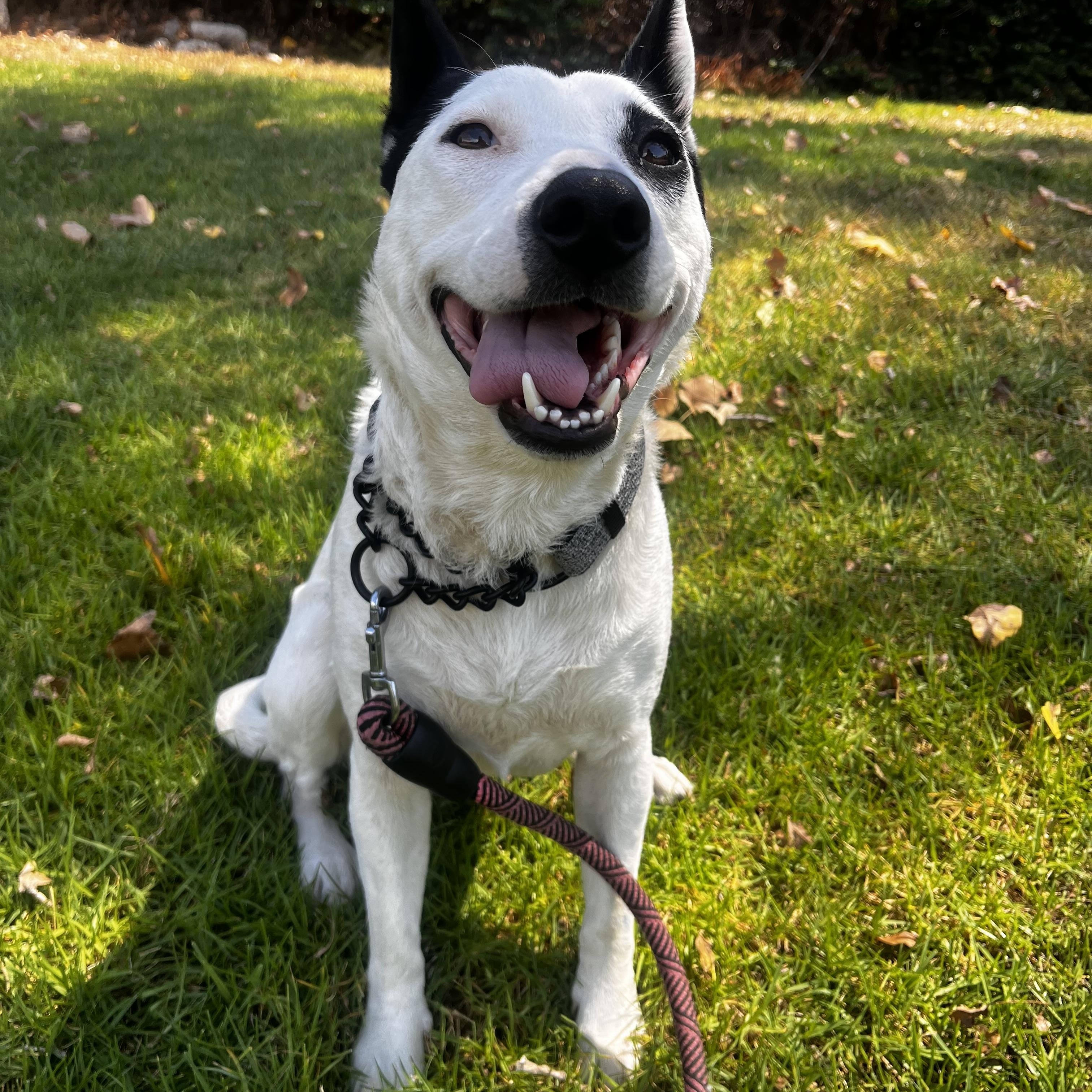 Enlarge Darla, an adopted mixed breed in San Diego, CA image 4/5