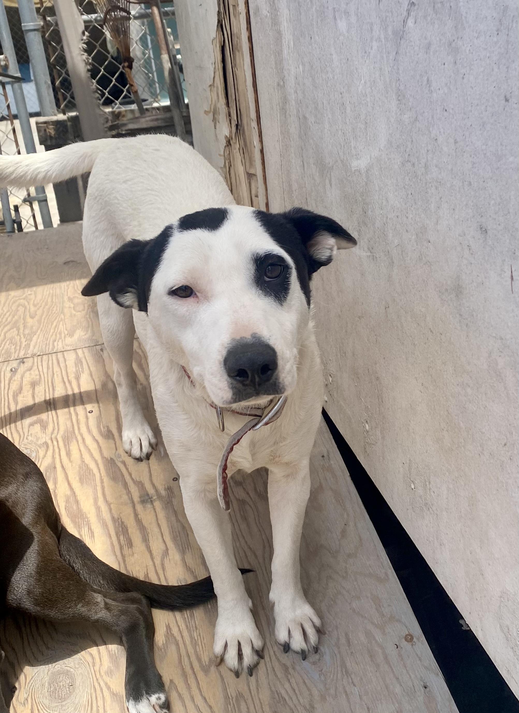 Enlarge Darla, an adopted mixed breed in San Diego, CA image 5/5