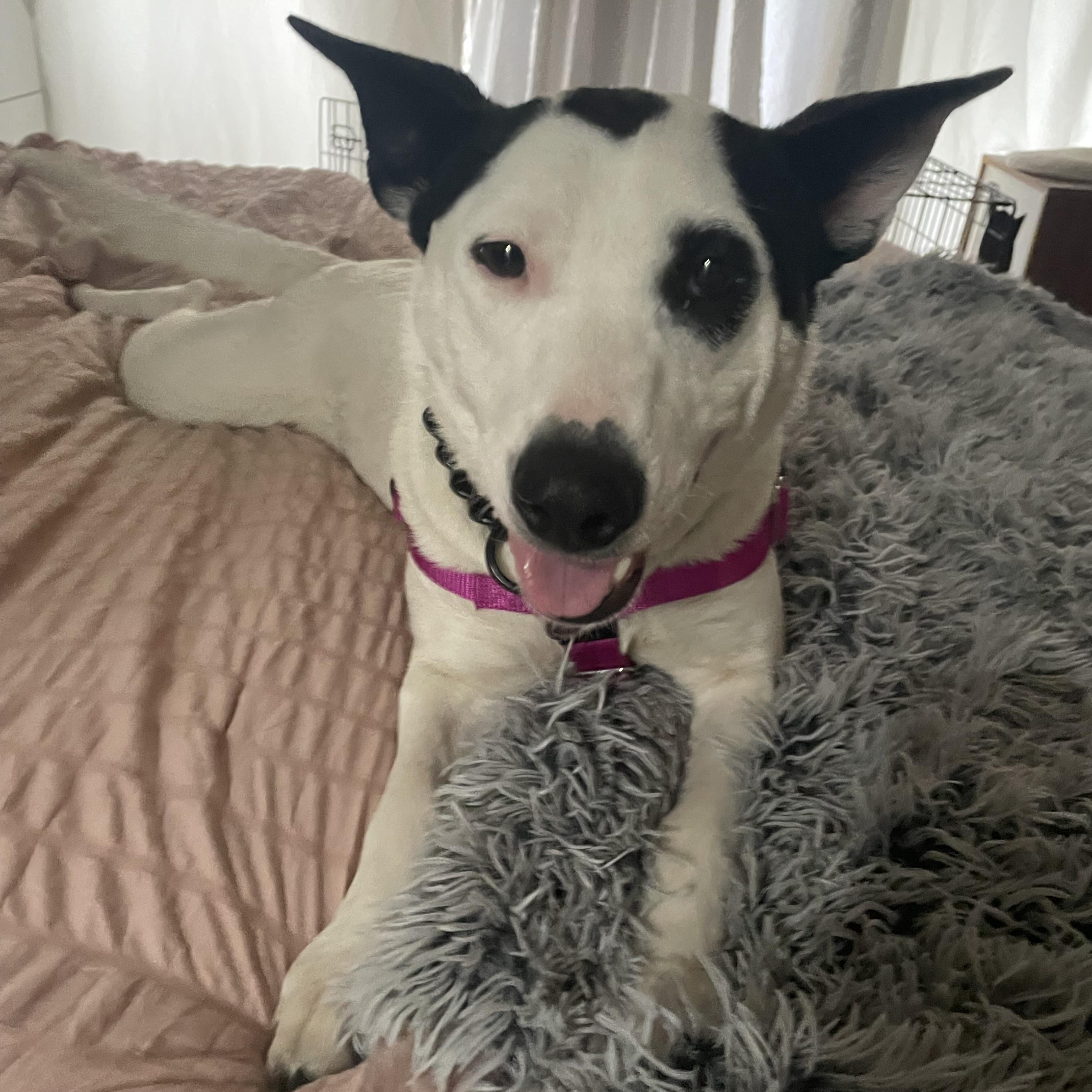 Enlarge Darla, an adopted mixed breed in San Diego, CA image 3/5