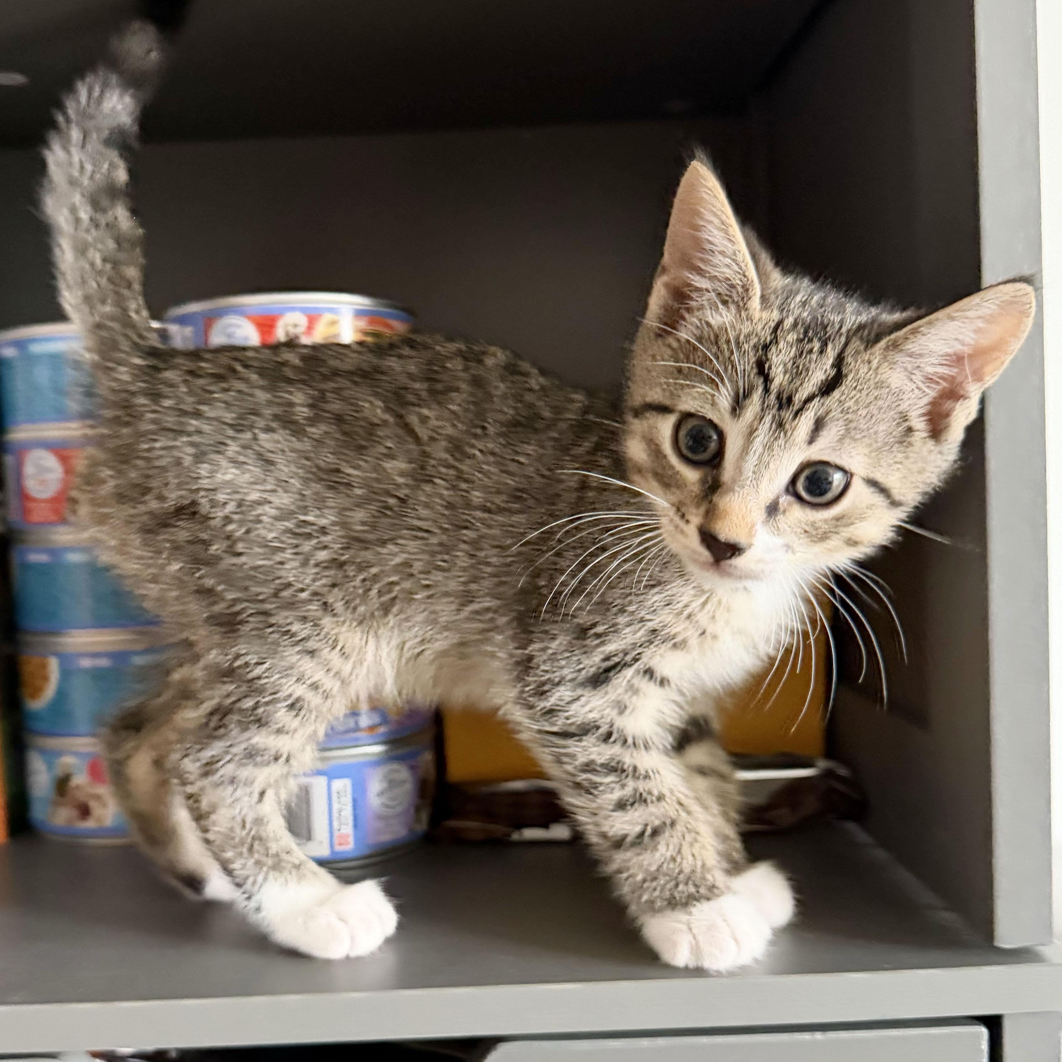 Enlarge Churro, a ADOPTABLE Domestic Short Hair in BROOKLYN, NY image 2/6