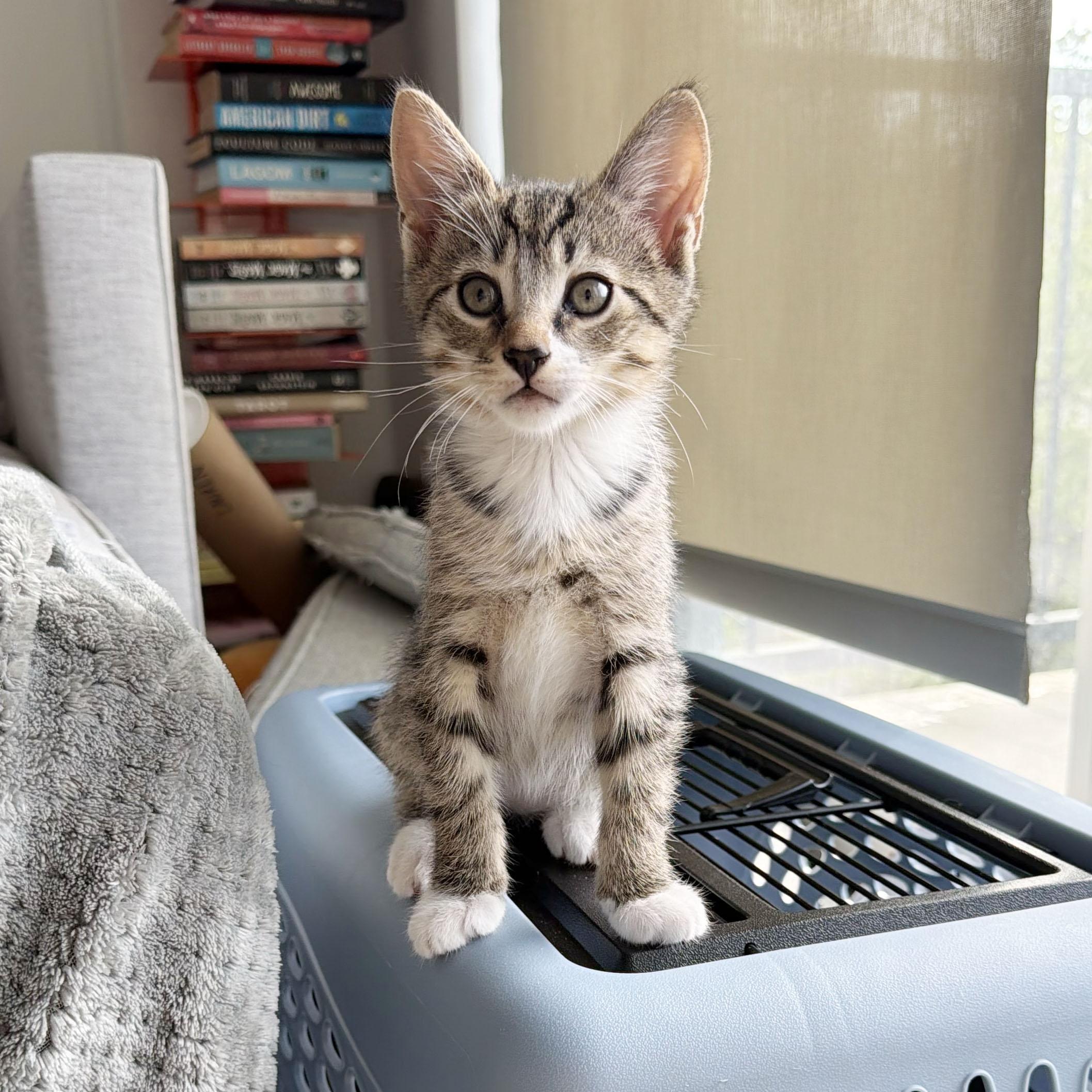 Enlarge Churro, a ADOPTABLE Domestic Short Hair in BROOKLYN, NY image 6/6