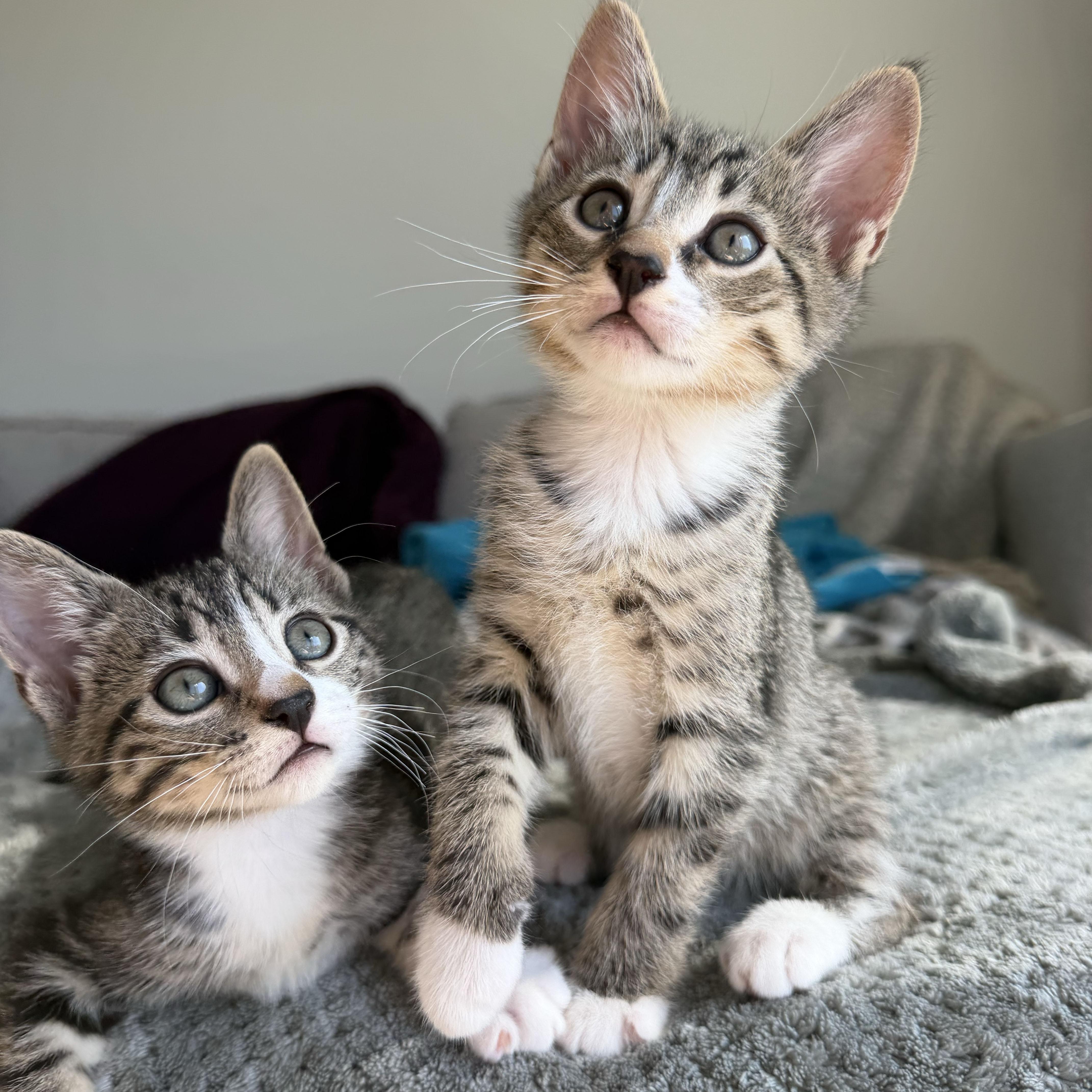 Enlarge Churro, a ADOPTABLE Domestic Short Hair in BROOKLYN, NY image 4/6