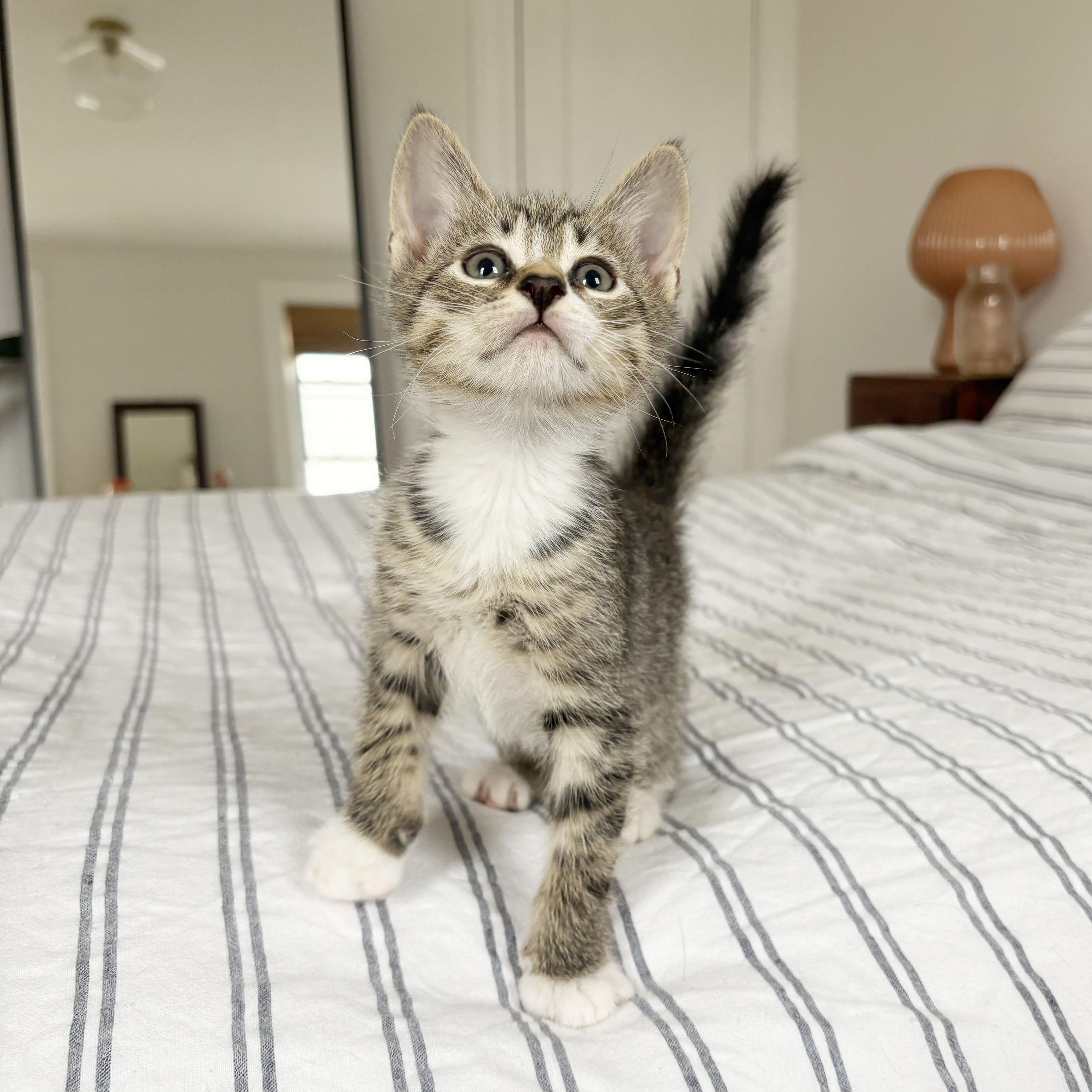 Enlarge Churro, a ADOPTABLE Domestic Short Hair in BROOKLYN, NY image 5/6