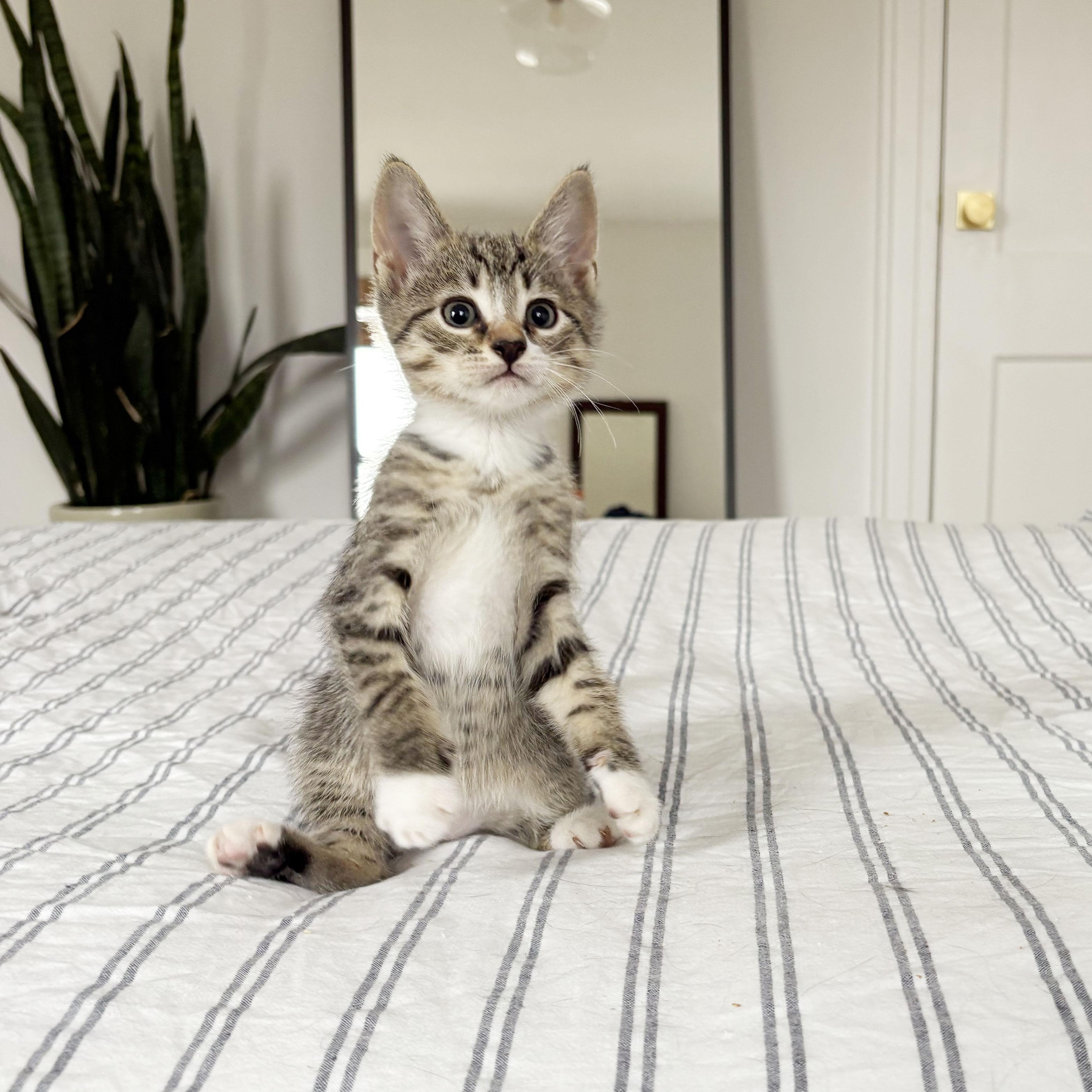 Enlarge Churro, a ADOPTABLE Domestic Short Hair in BROOKLYN, NY image 3/6