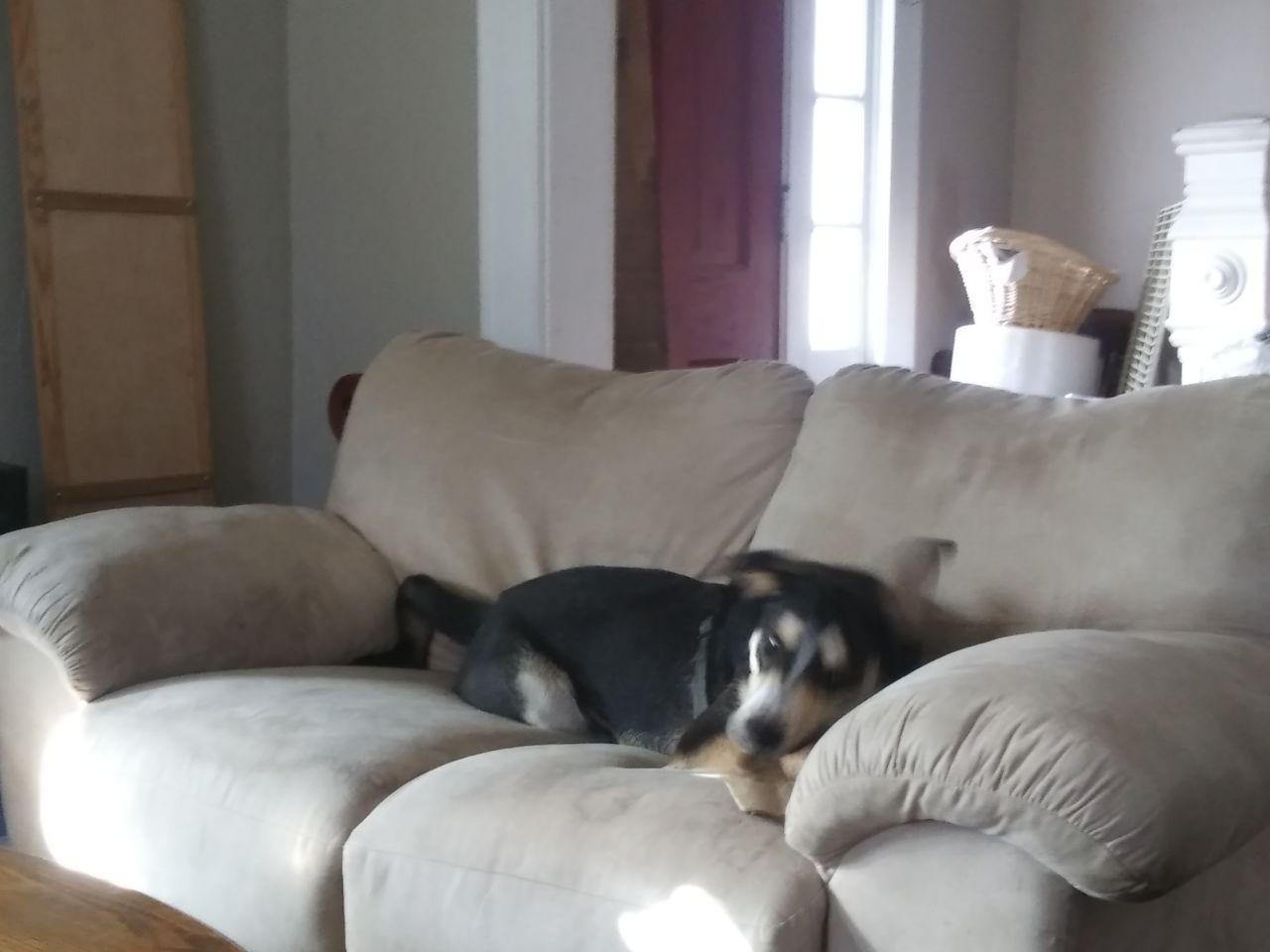 Enlarge Max, a Adoptable mixed breed in Putnam, CT image 4/6