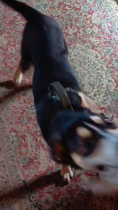 Enlarge Max, a Adoptable mixed breed in Putnam, CT video 6/6