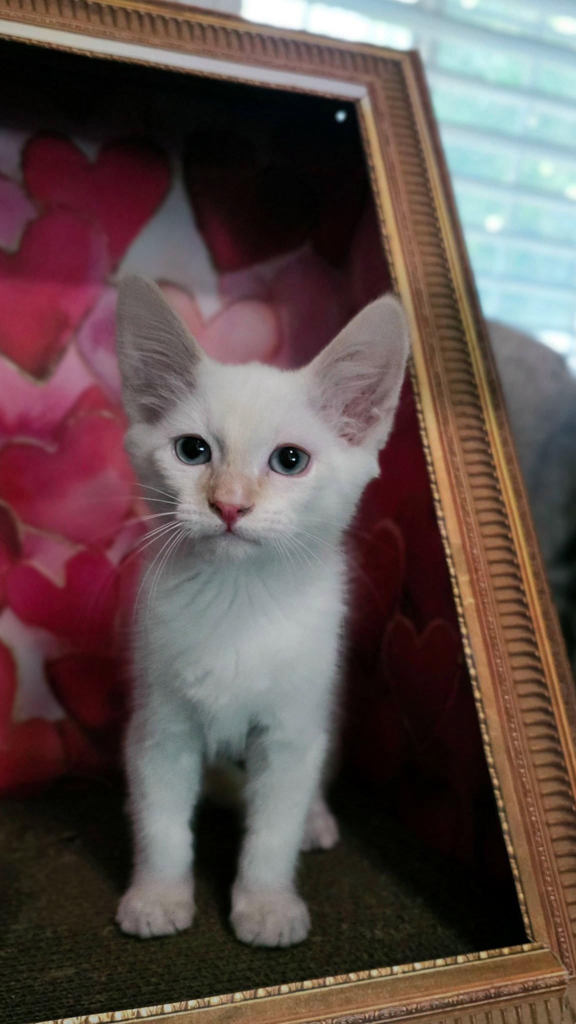 Enlarge Cloud ( Tara ), a Adopted Siamese in Vacaville, CA image 1/3