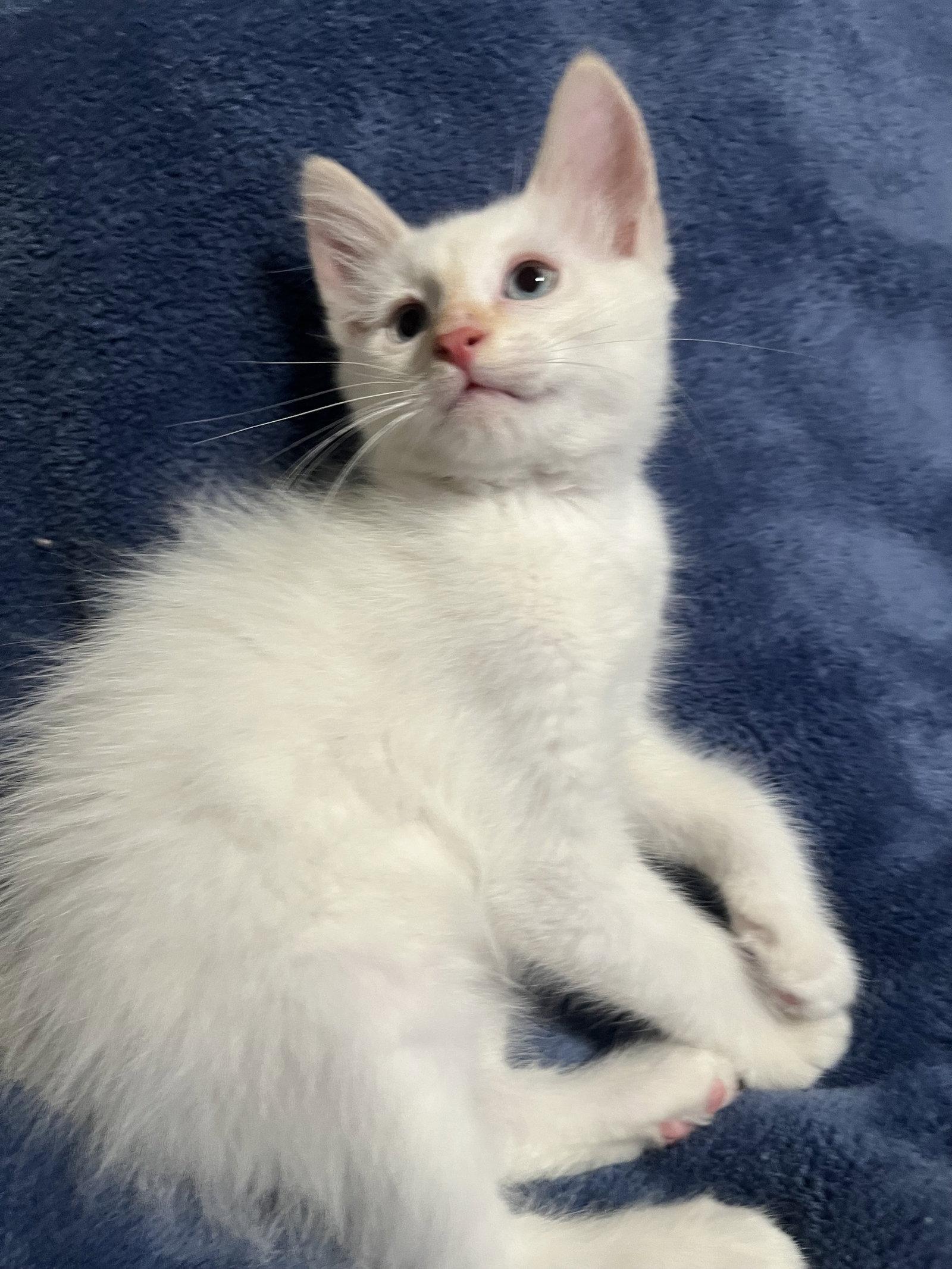 Enlarge Cloud ( Tara ), a Adopted Siamese in Vacaville, CA image 3/3