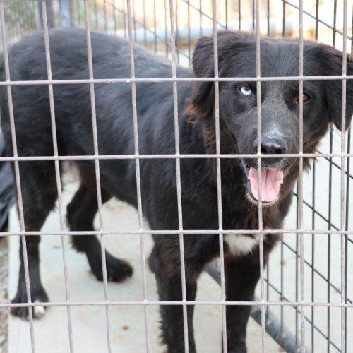 Ticia, Adoptable, Young Female Mixed Breed.