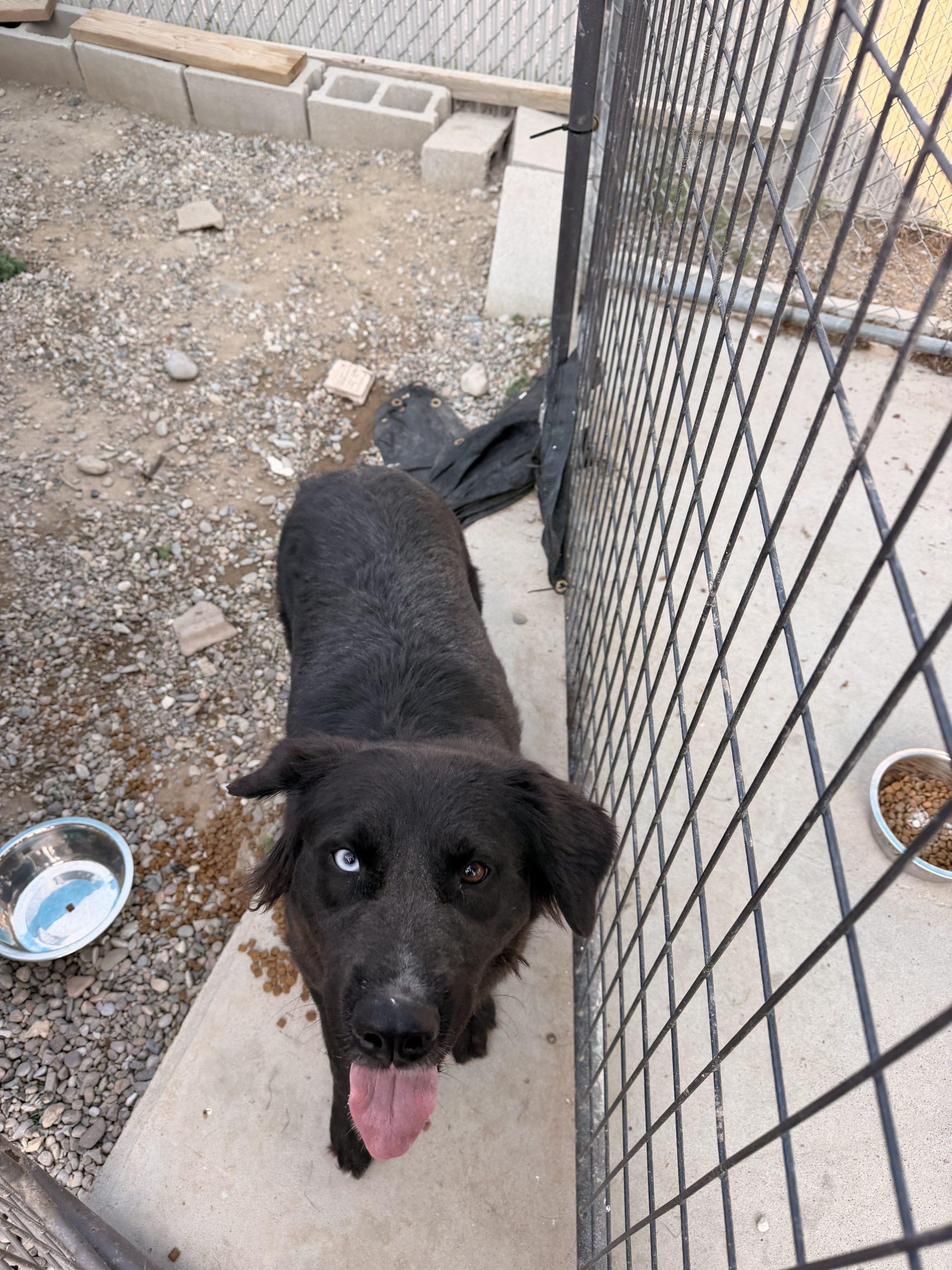 Enlarge Ticia, a Adoptable mixed breed in Dillon, MT image 2/3