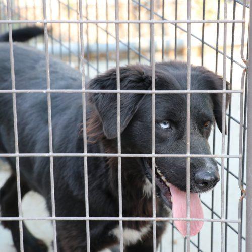 Enlarge Ticia, a Adoptable mixed breed in Dillon, MT image 3/3