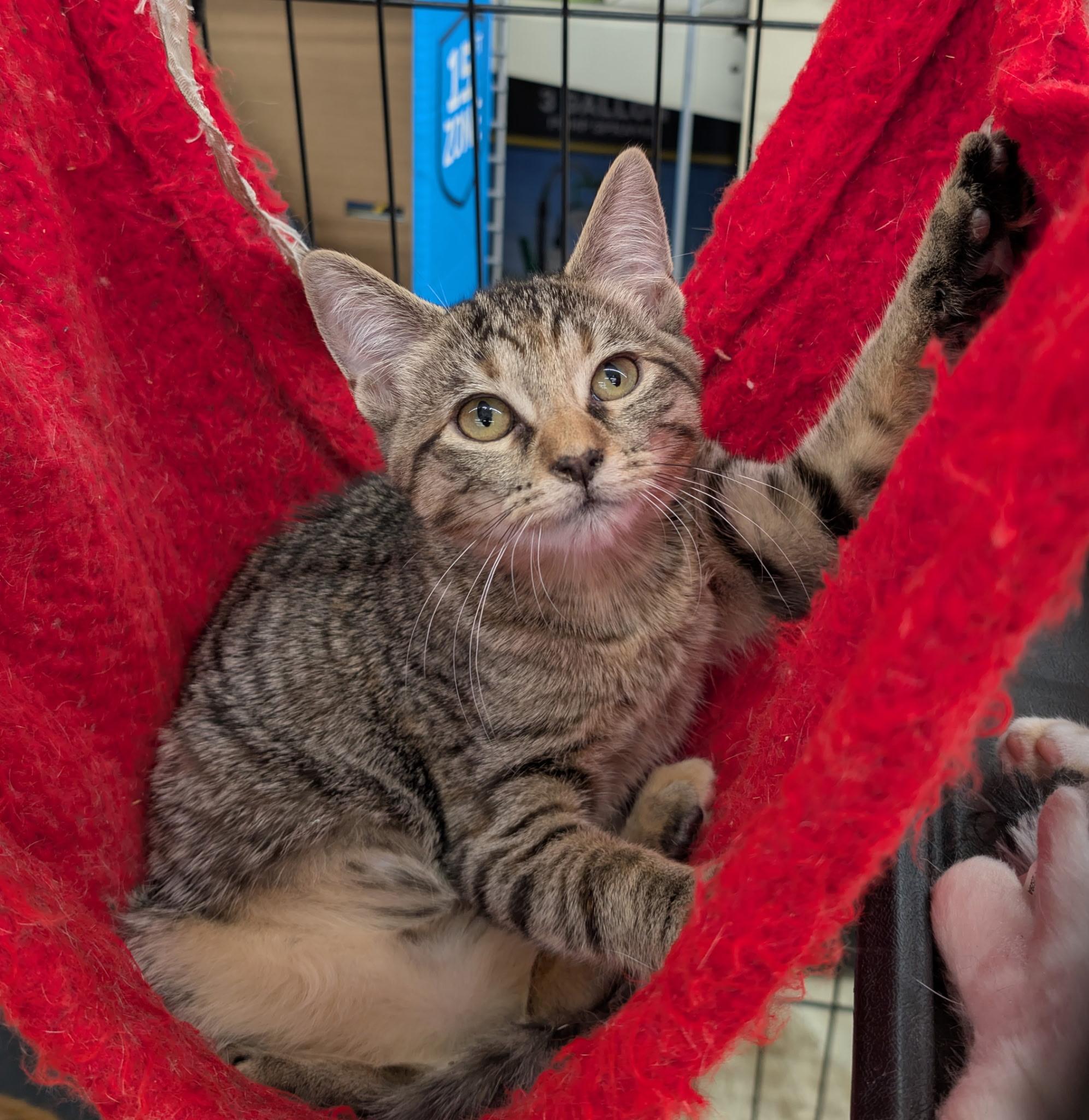 Evie (Tiff-fostered in New England), Adoptable, Kitten Female Domestic Short Hair & Tabby.