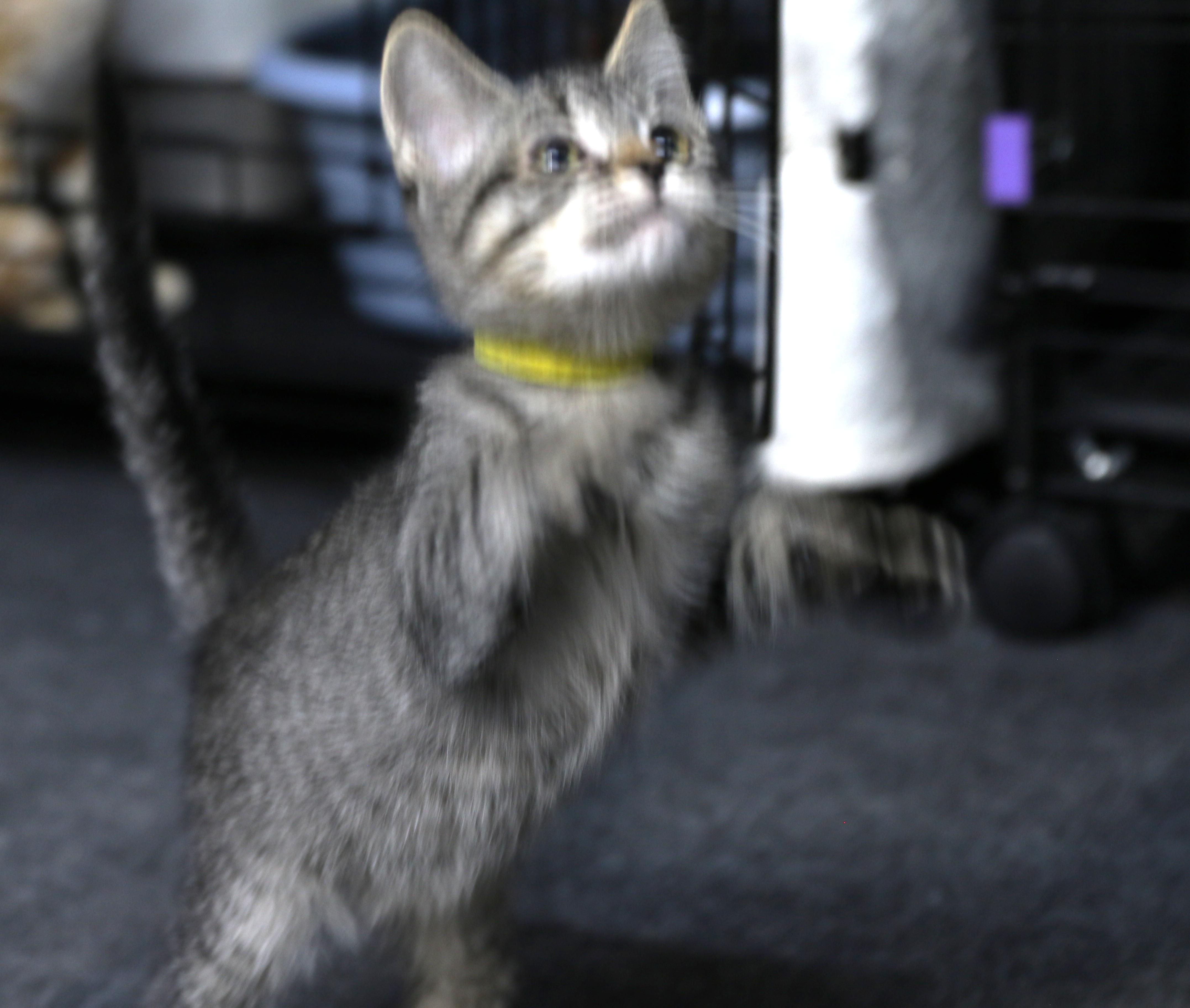 Esme, a ADOPTABLE mixed breed in Cut Bank, MT image 4/6