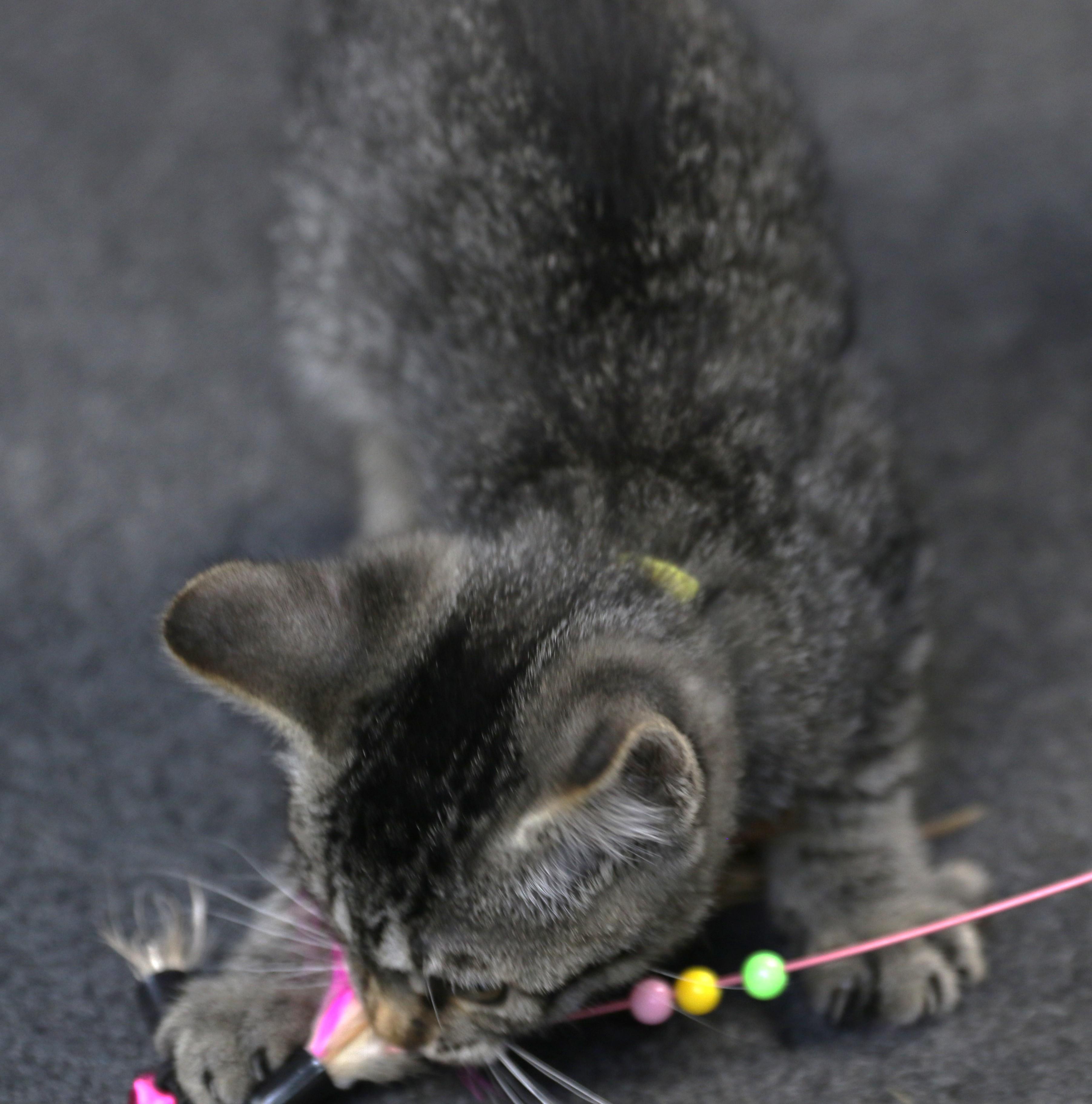 Esme, a ADOPTABLE mixed breed in Cut Bank, MT image 5/6