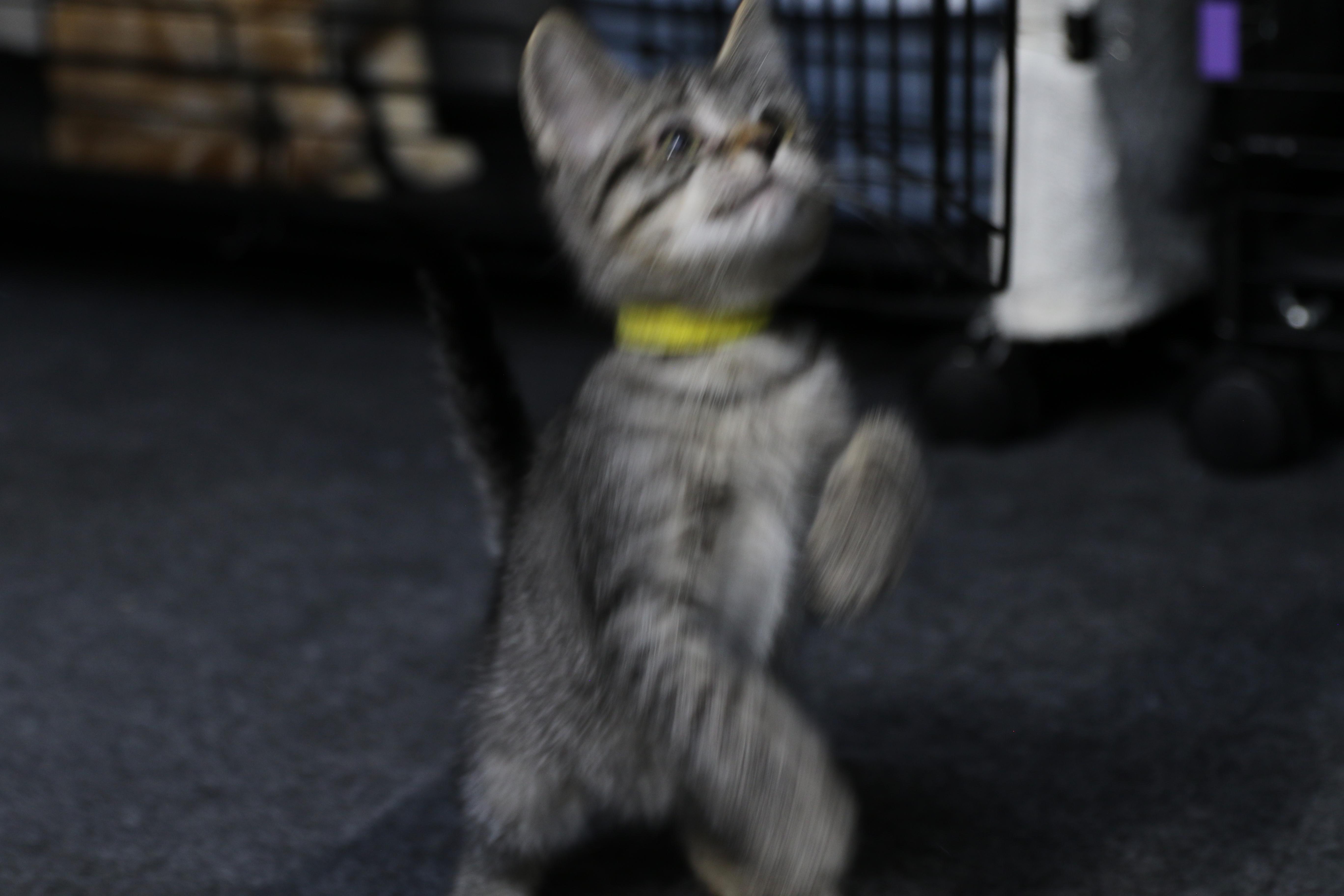 Esme, a ADOPTABLE mixed breed in Cut Bank, MT image 3/6
