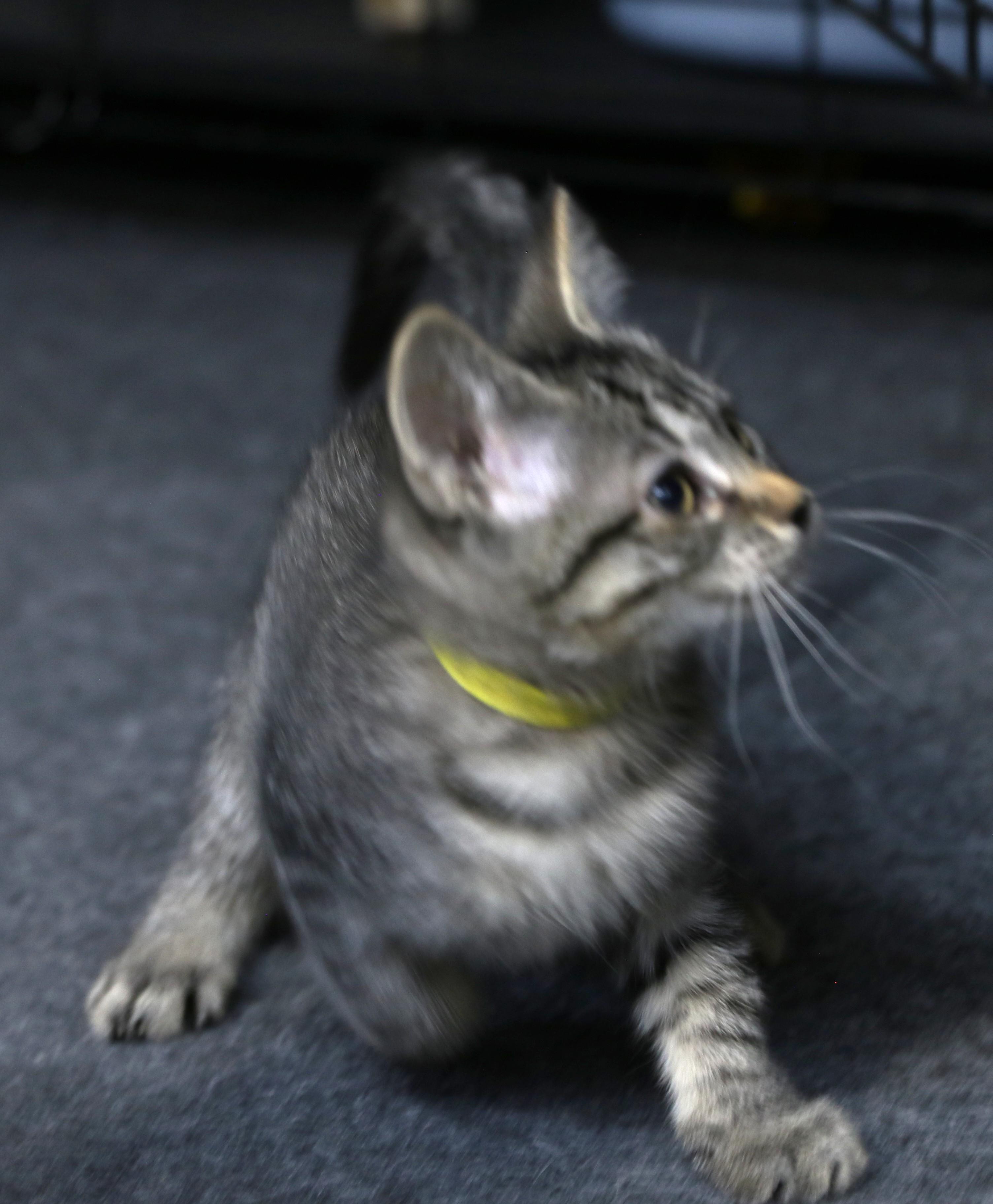 Esme, ADOPTABLE, Kitten Female Maine Coon & Tabby.
