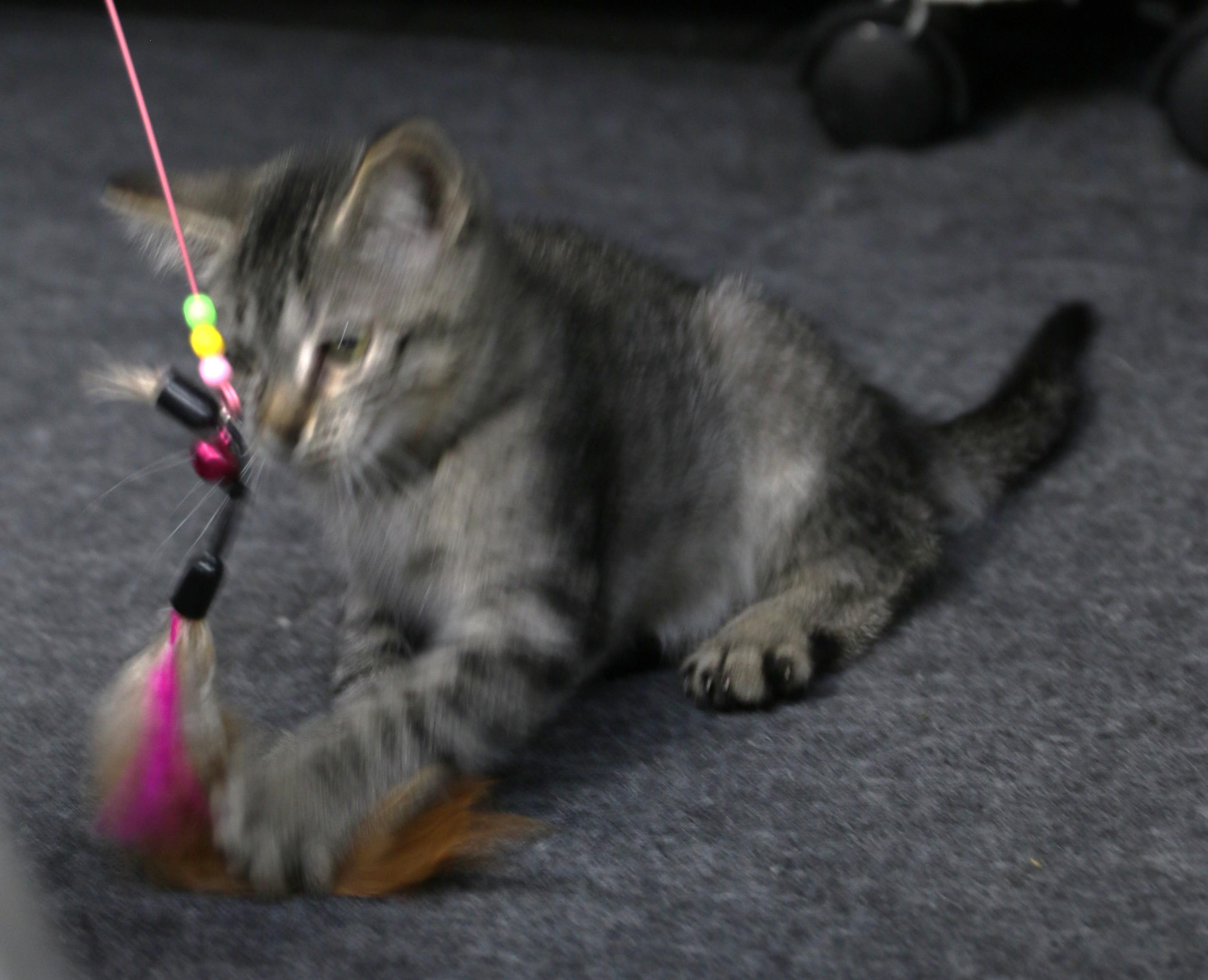 Esme, a ADOPTABLE mixed breed in Cut Bank, MT image 2/6