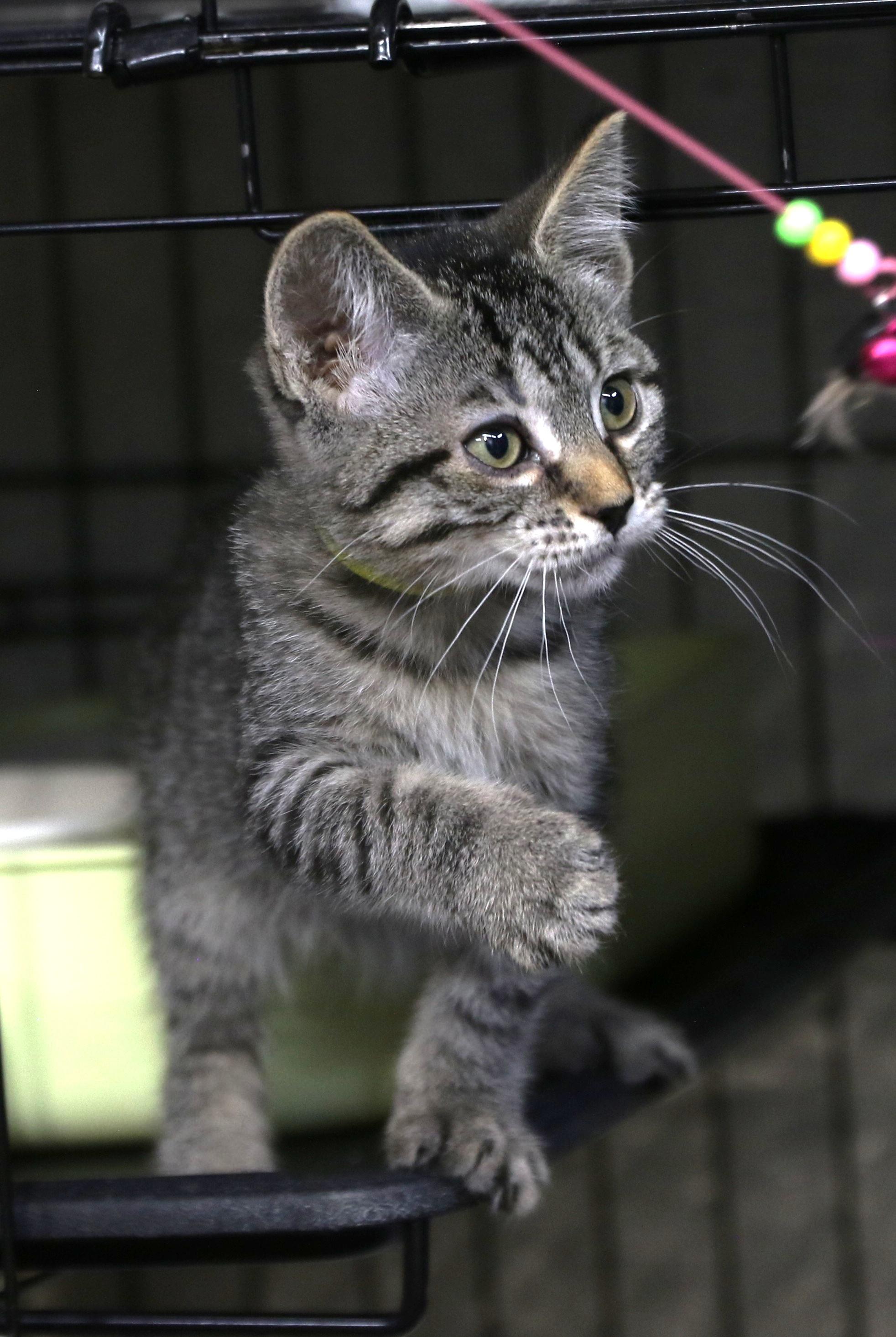 Esme, a ADOPTABLE mixed breed in Cut Bank, MT image 6/6