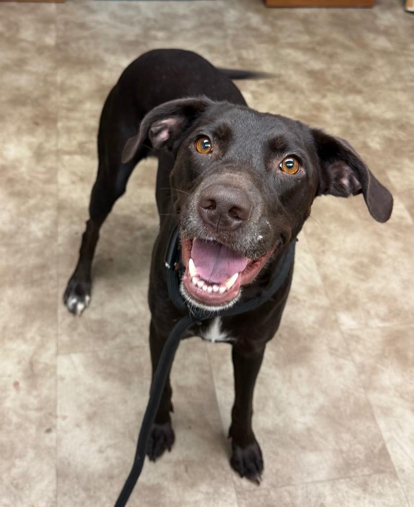 Goldie, Adoptable, Adult Female Labrador Retriever.