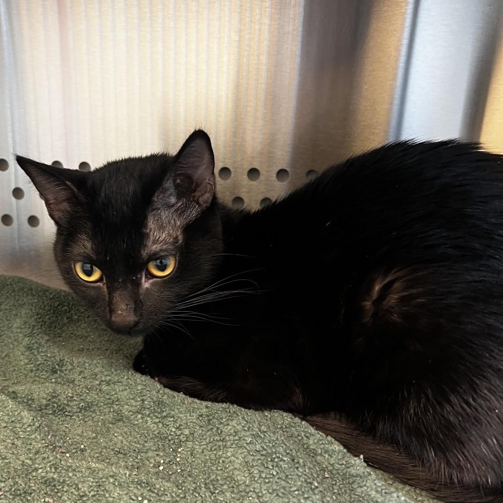 Enlarge Menace, a Adoptable Domestic Short Hair in Norman, OK image 1/1