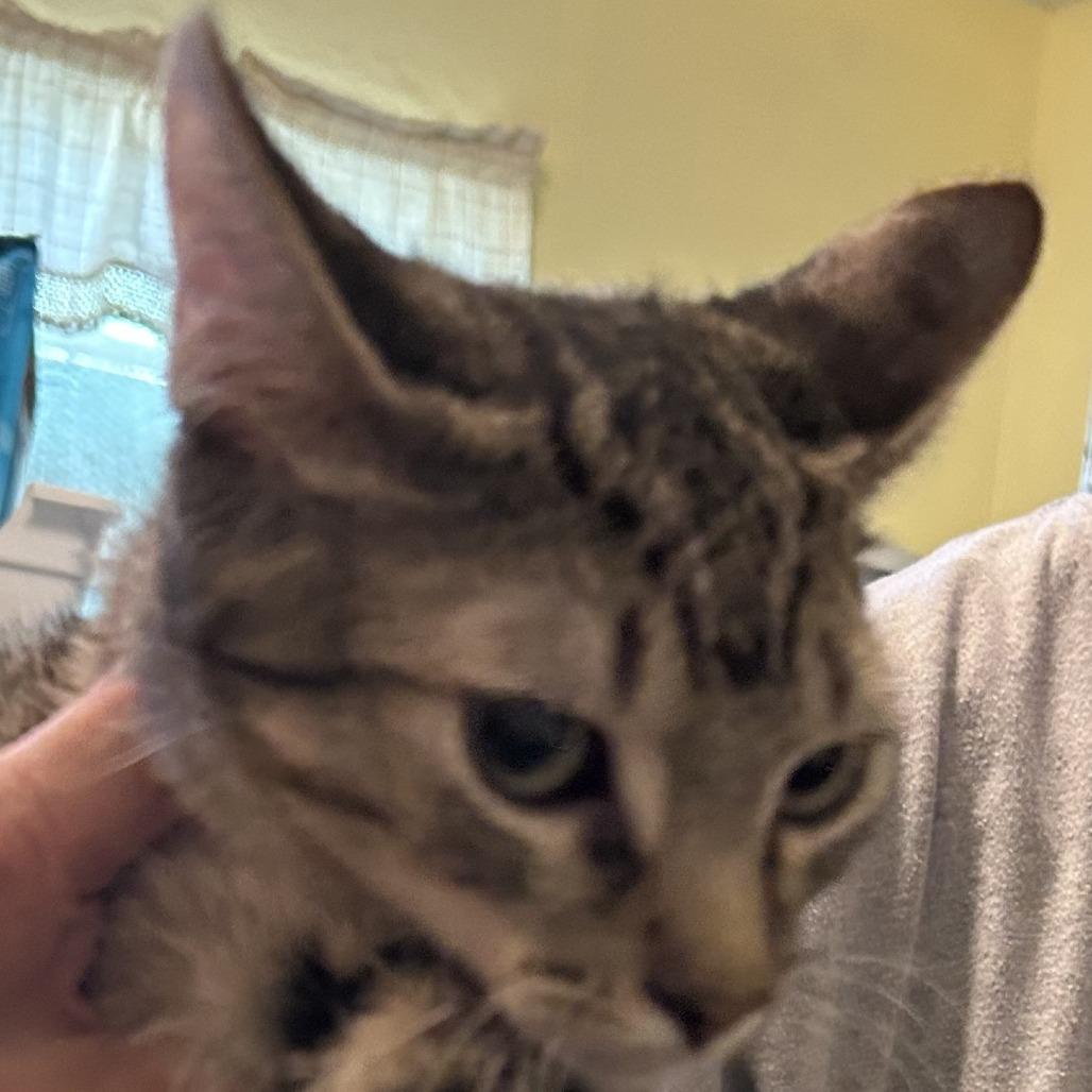 Enlarge B-Snickers, a Adoptable Domestic Short Hair in Arizona City, AZ image 1/6