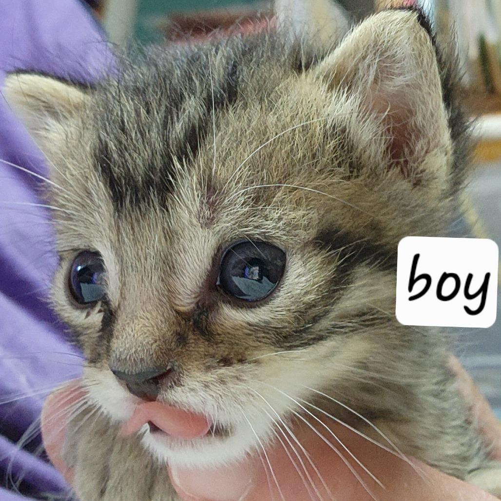 Enlarge B-Snickers, a Adoptable Domestic Short Hair in Arizona City, AZ image 2/6