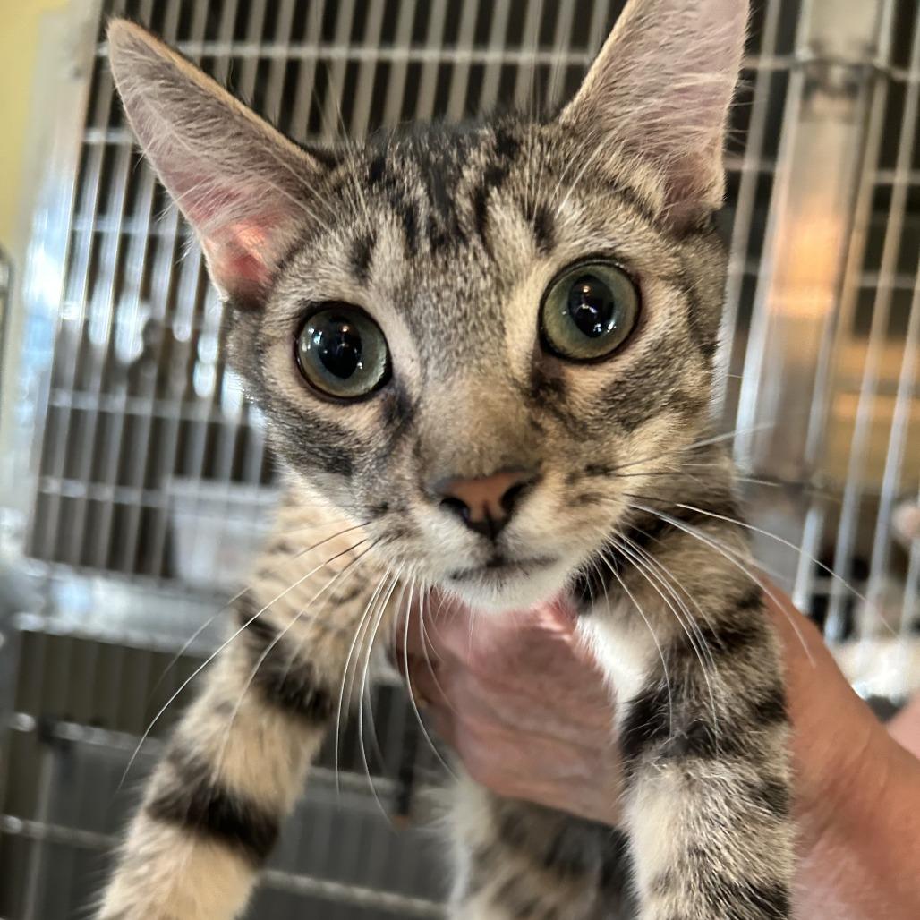 Enlarge B-Snickers, a Adoptable Domestic Short Hair in Arizona City, AZ image 3/6