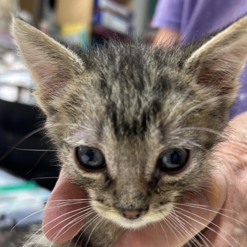 Enlarge B-Snickers, a Adoptable Domestic Short Hair in Arizona City, AZ image 4/6