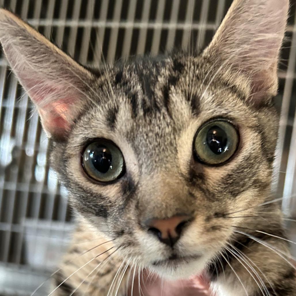 Enlarge B-Snickers, a Adoptable Domestic Short Hair in Arizona City, AZ image 5/6