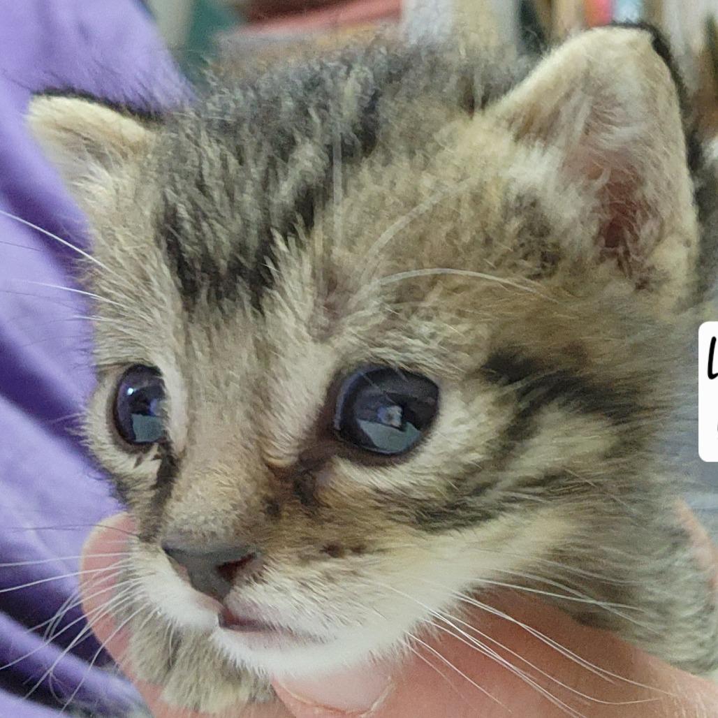 Enlarge B-Snickers, a Adoptable Domestic Short Hair in Arizona City, AZ image 6/6