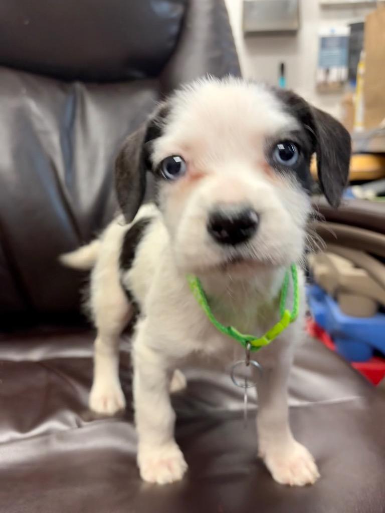 Enlarge Cornell, a Adoptable mixed breed in Reno, NV image 1/6